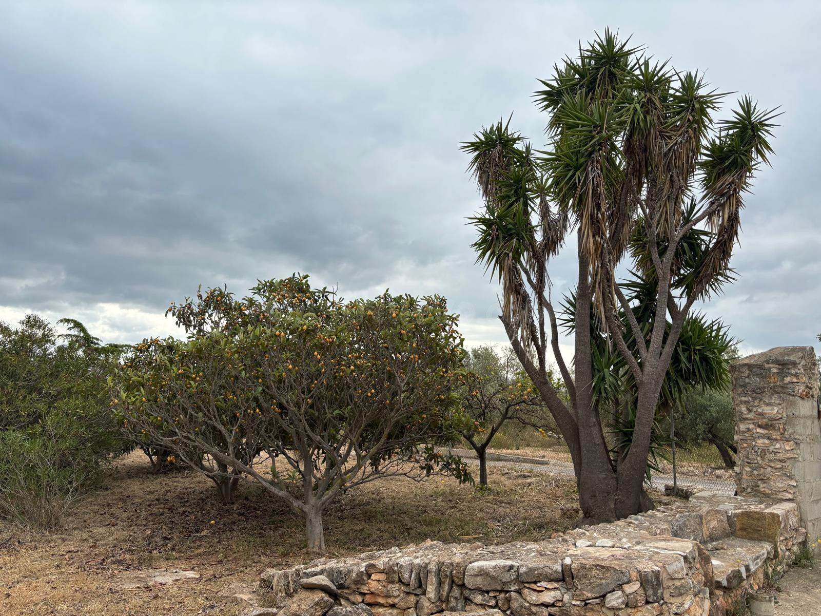 Venta conjunta de dos fincas rústicas en Xerta (granja y fin - foto 2