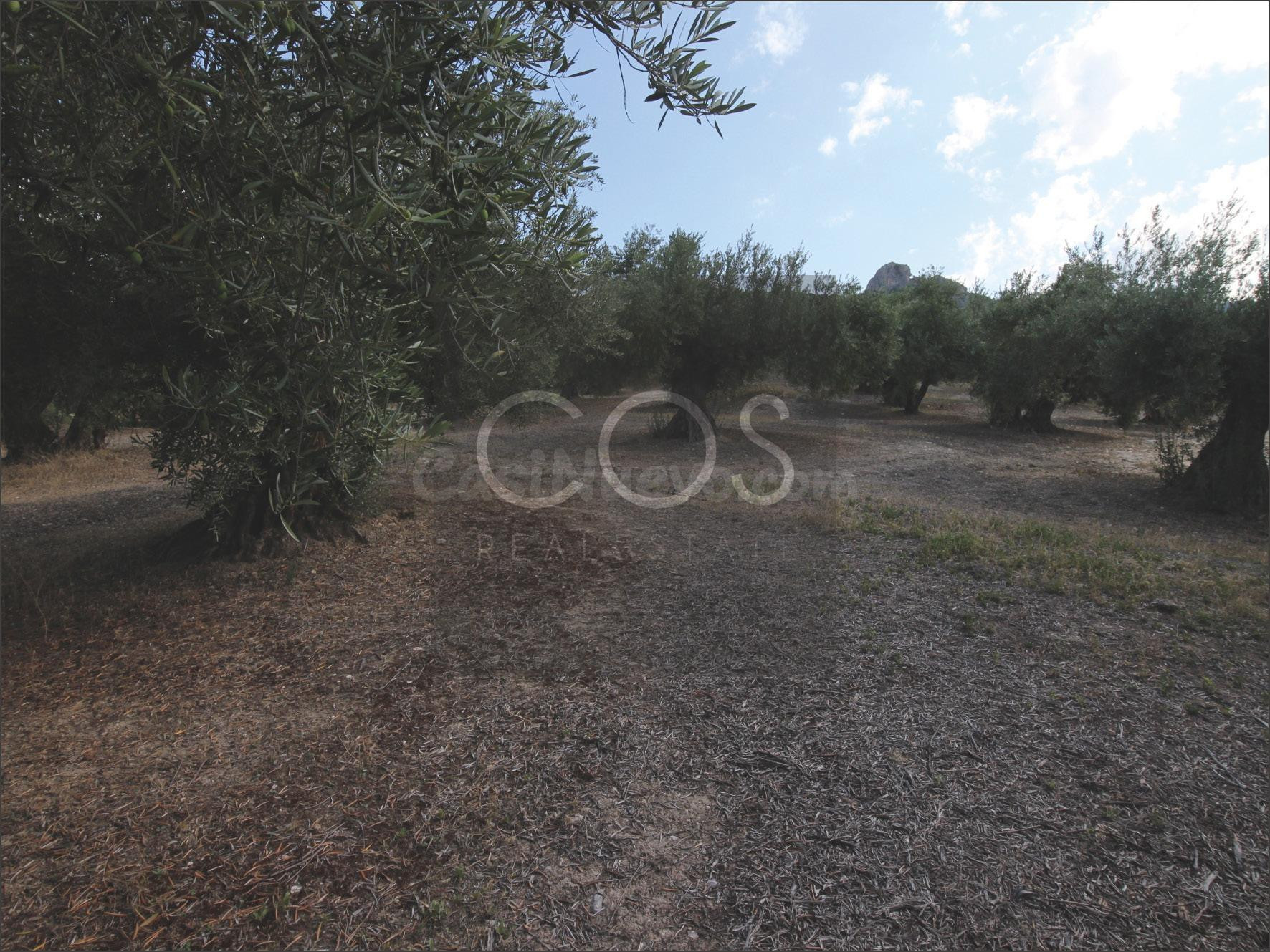 Parcela en venta - Jaen - foto 3