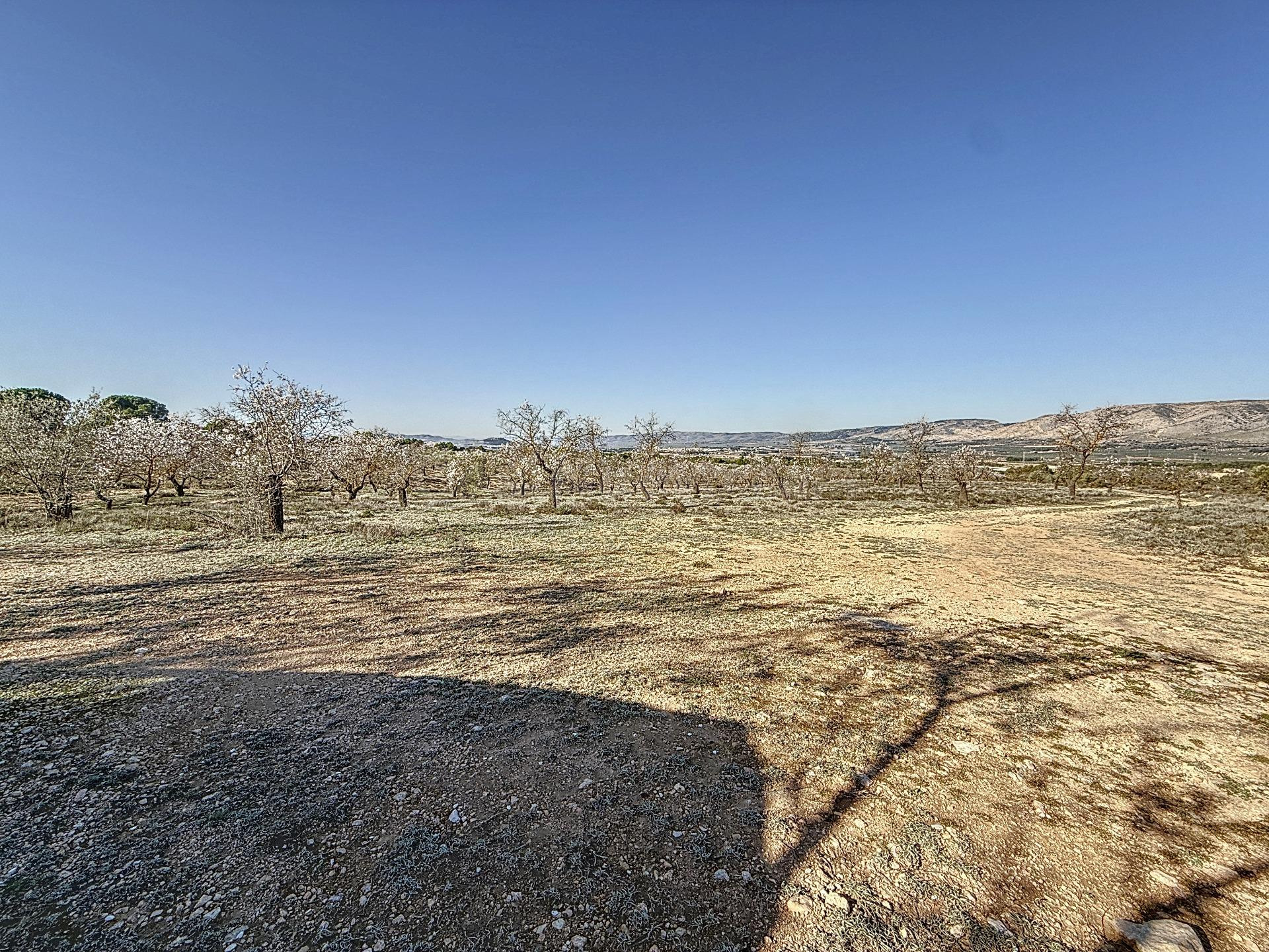FINCA DE TIERRA SECANA EN PARTIDA EN BIAR ZONA EL COTO