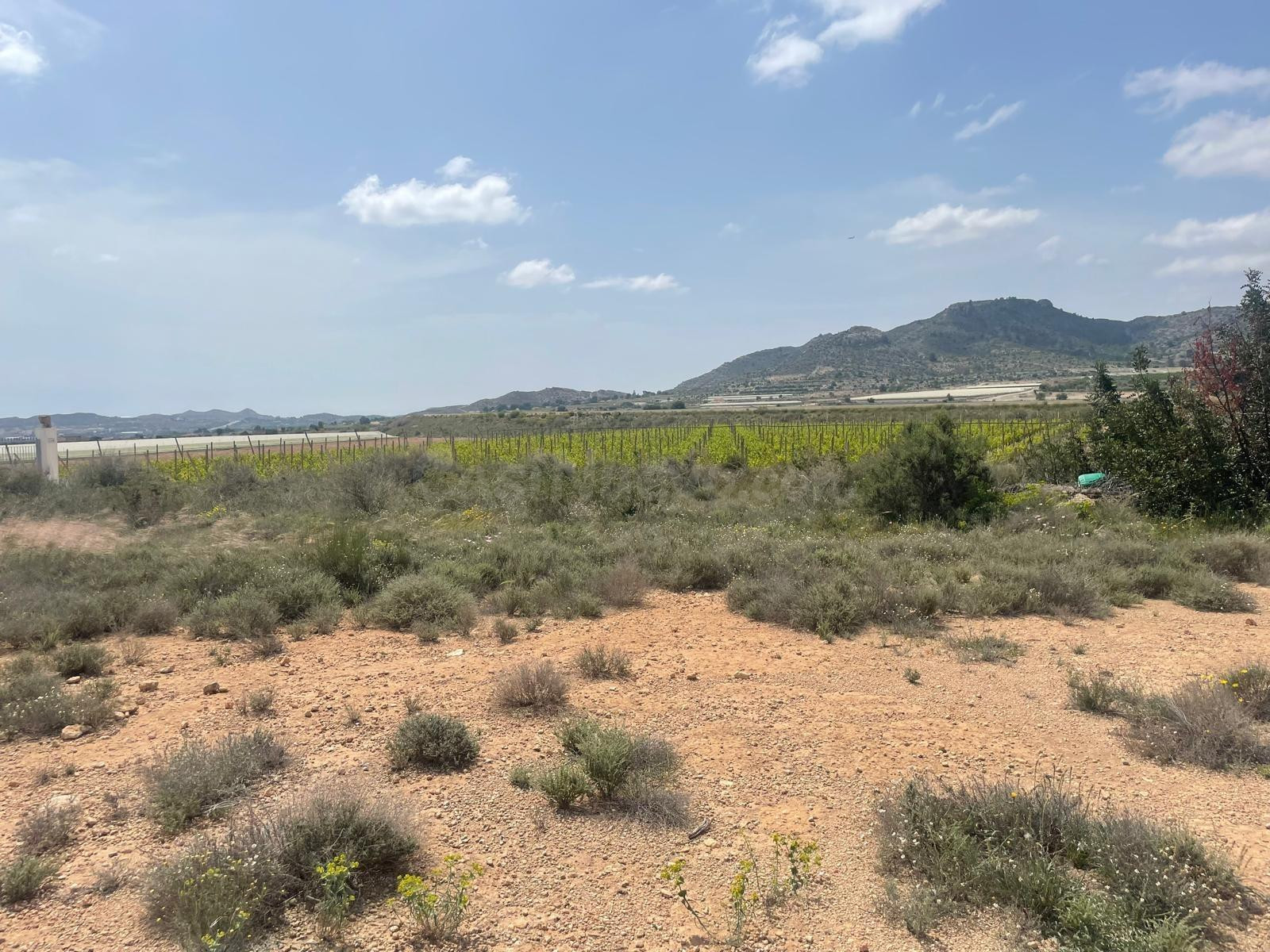 VENTA DE TERRENO EN NOVELDA (ALICANTE) - foto 3