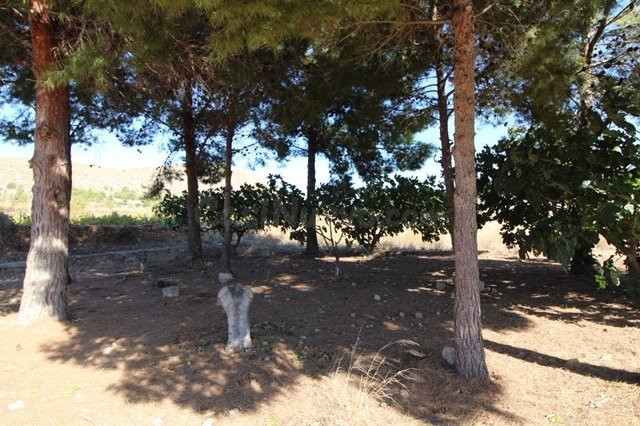 ESTUPENDA PARCELA N LA ROMANA (ALICANTE) - foto 5