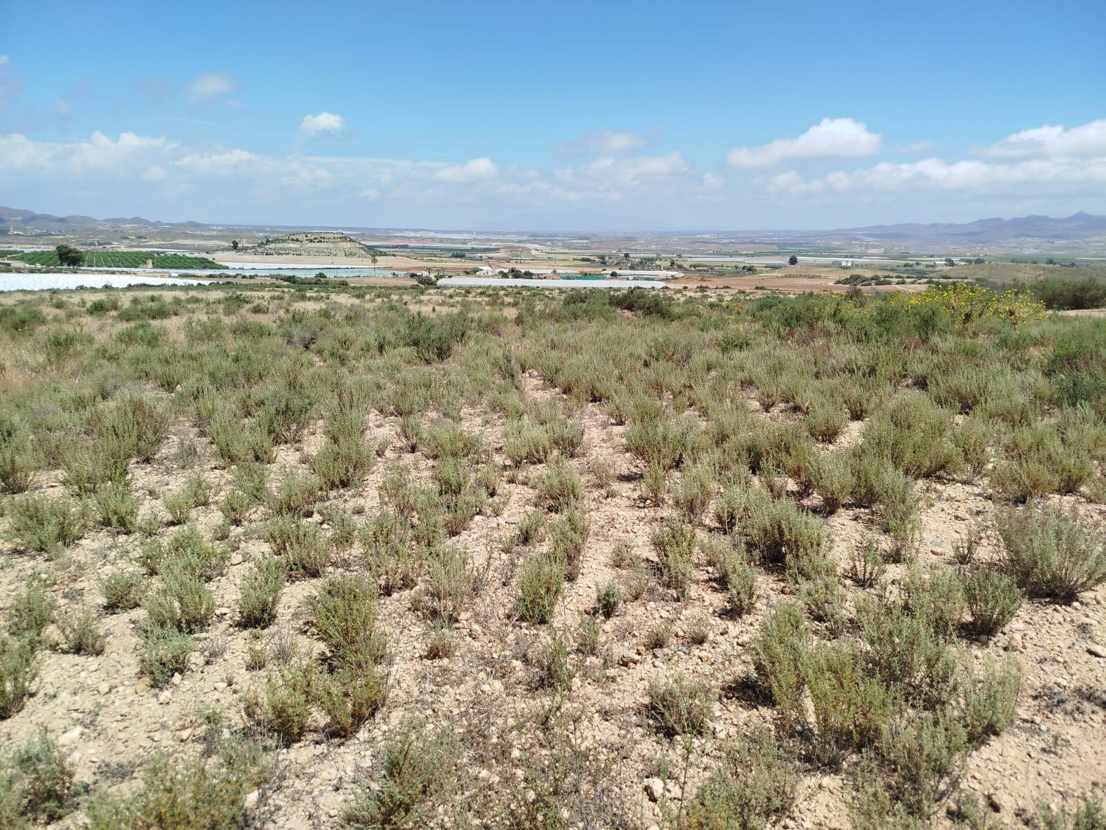 Terreno rural en venta - Leiva - foto 5