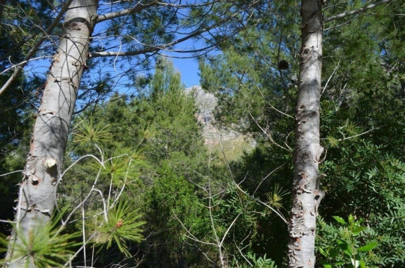 Terreno rural 500m² en venta - Artà - foto 2
