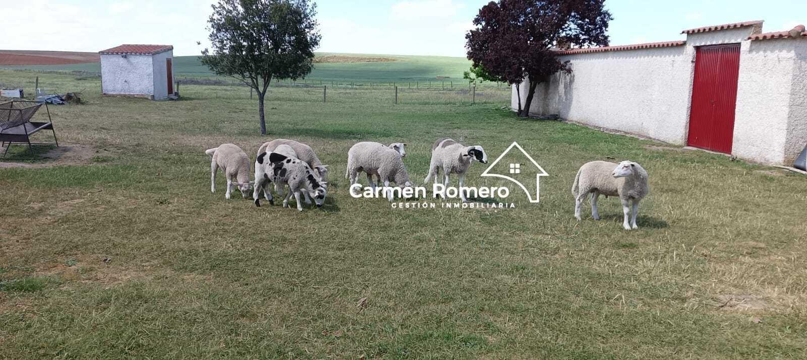 PARCELA  A 13 KM DE SALAMANCA CON  5.343 M2, CON REFUGIO - foto 4