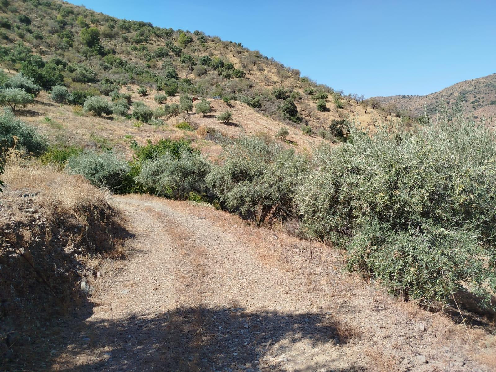 ESPECTACULAR PARCELA EN TOTALAN CON 3 POZOS Y ABUNDANTES ARBOLES FRUTALES DE 14.000 MTS