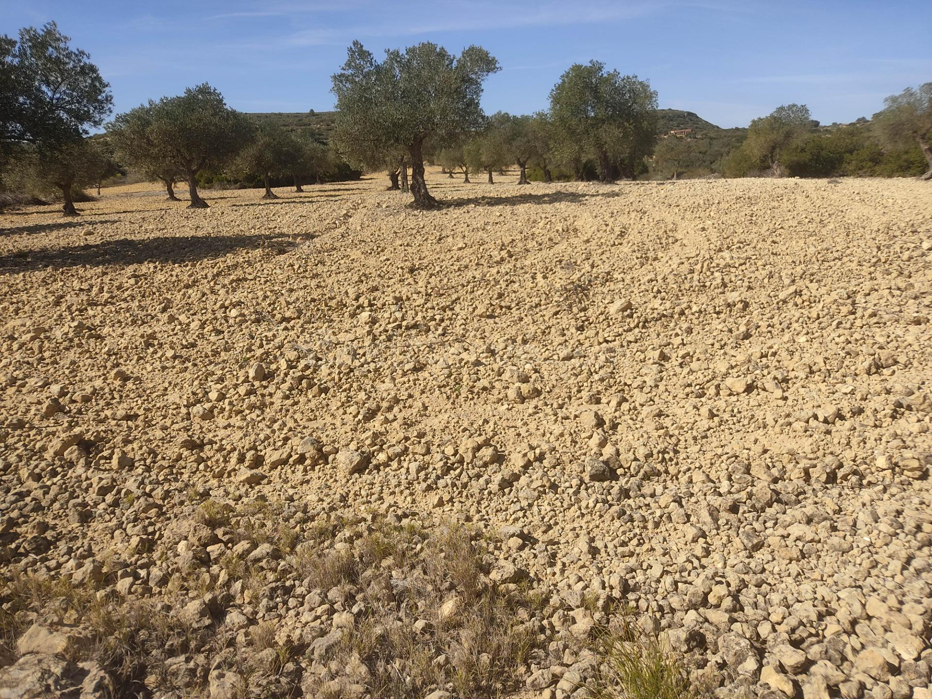 PARCELA RUSTICA DE 15.000M2 CERCA DEL CASCO URBANO