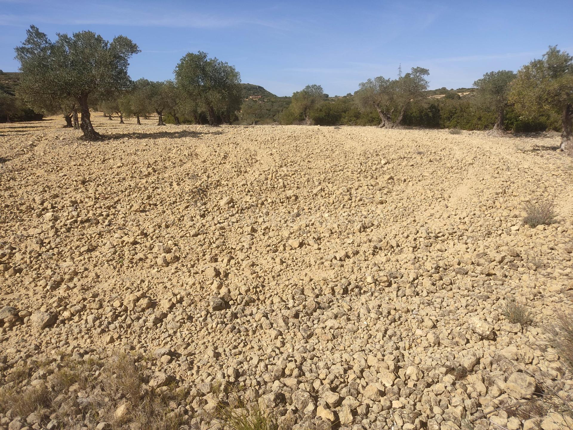 PARCELA RUSTICA DE 15.000M2 CERCA DEL CASCO URBANO - foto 2
