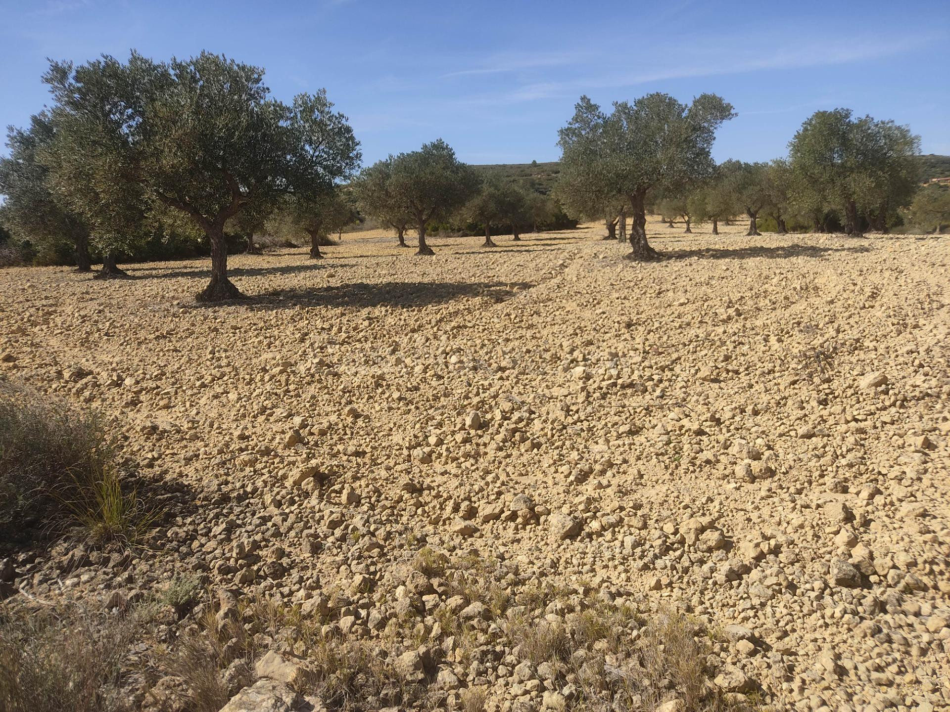 PARCELA RUSTICA DE 15.000M2 CERCA DEL CASCO URBANO - foto 3