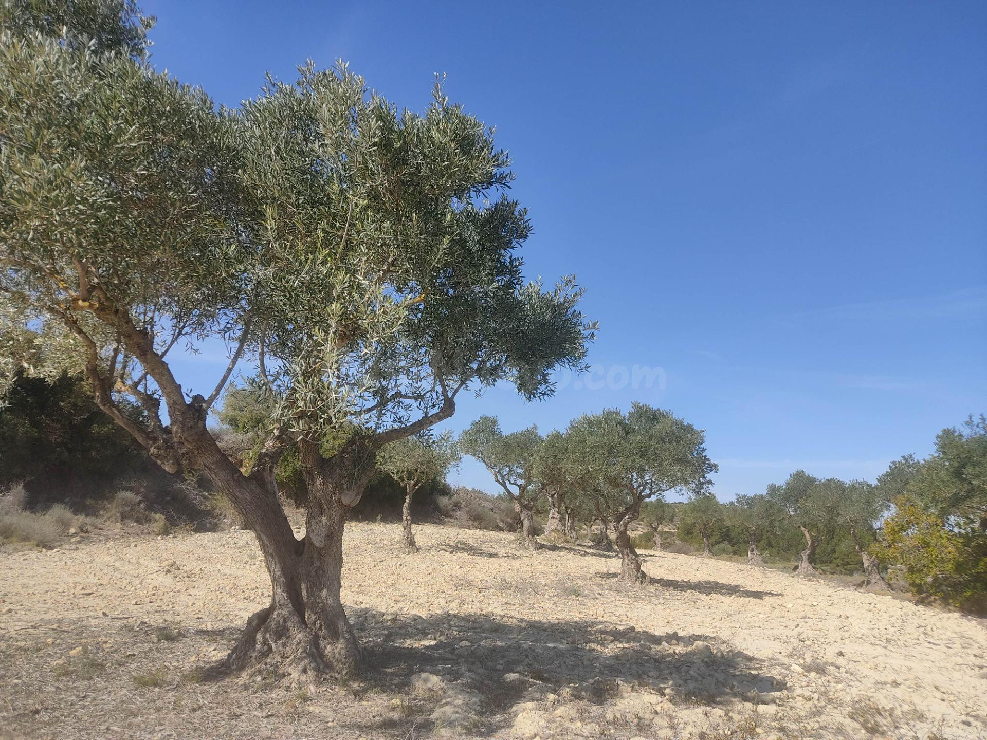 PARCELA RUSTICA DE 15.000M2 CERCA DEL CASCO URBANO - foto 4