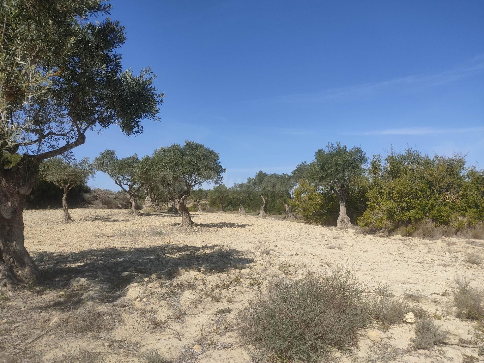 PARCELA RUSTICA DE 15.000M2 CERCA DEL CASCO URBANO - foto 5