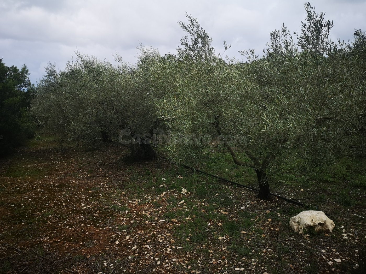 Terreno rural en venta - Ulldecona - foto 2