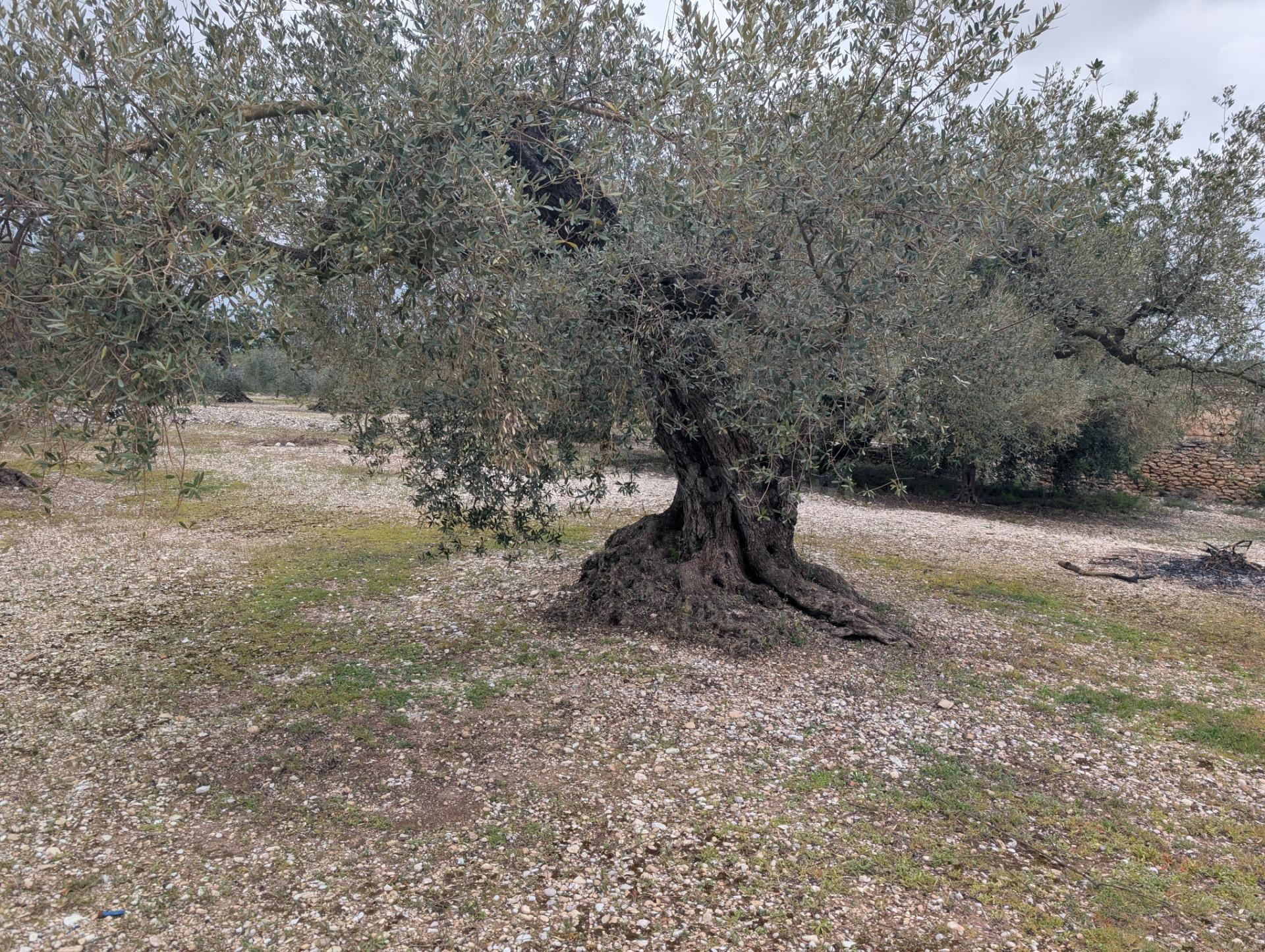 Terreno rural en venta - Traiguera - foto 3