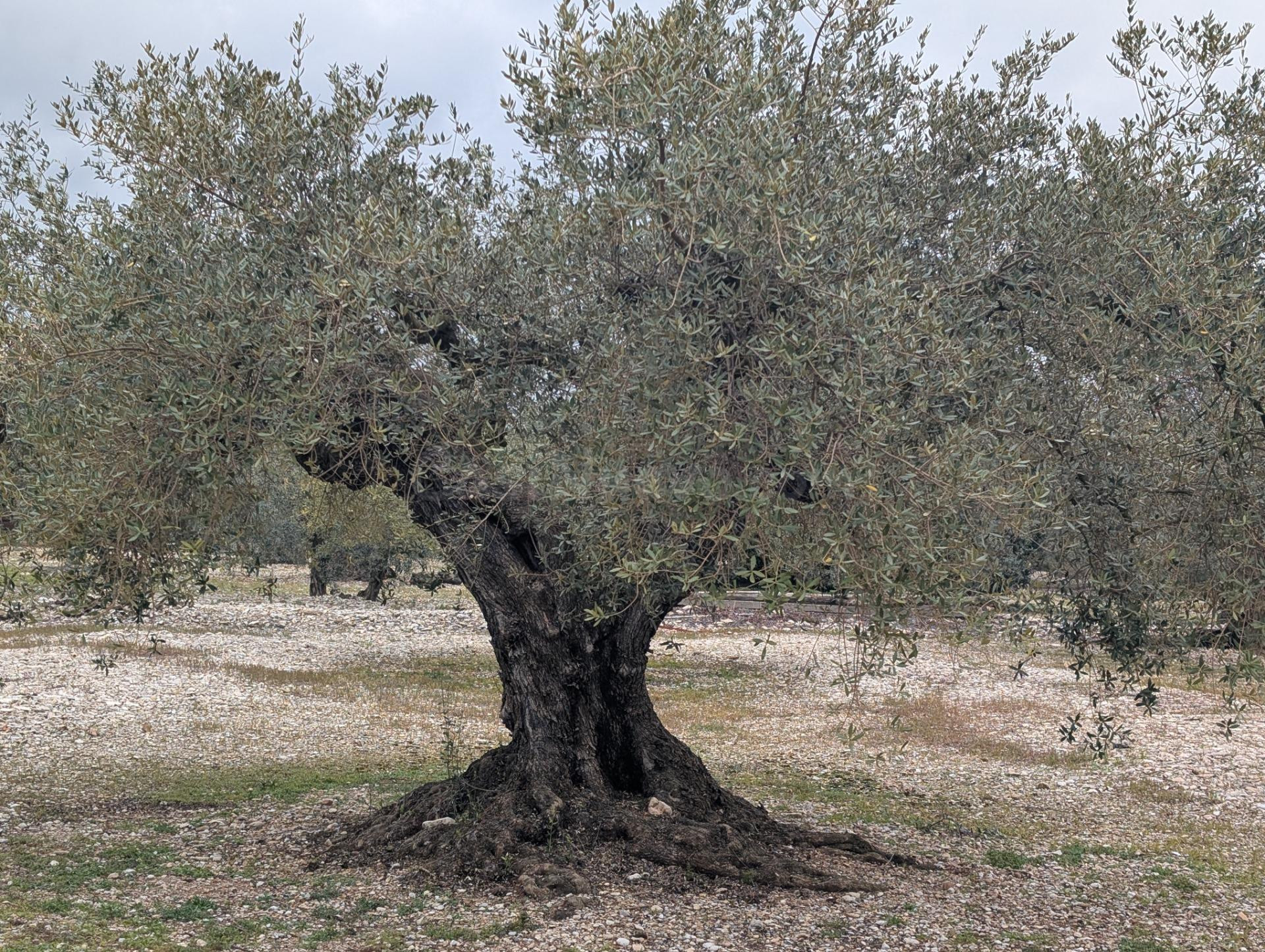 Terreno rural en venta - Traiguera - foto 4