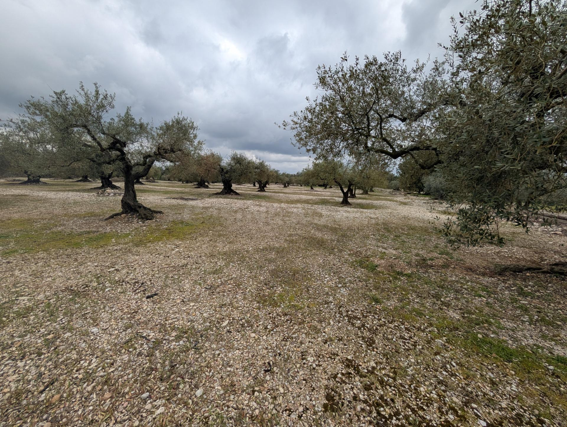 Terreno rural en venta - Traiguera - foto 5