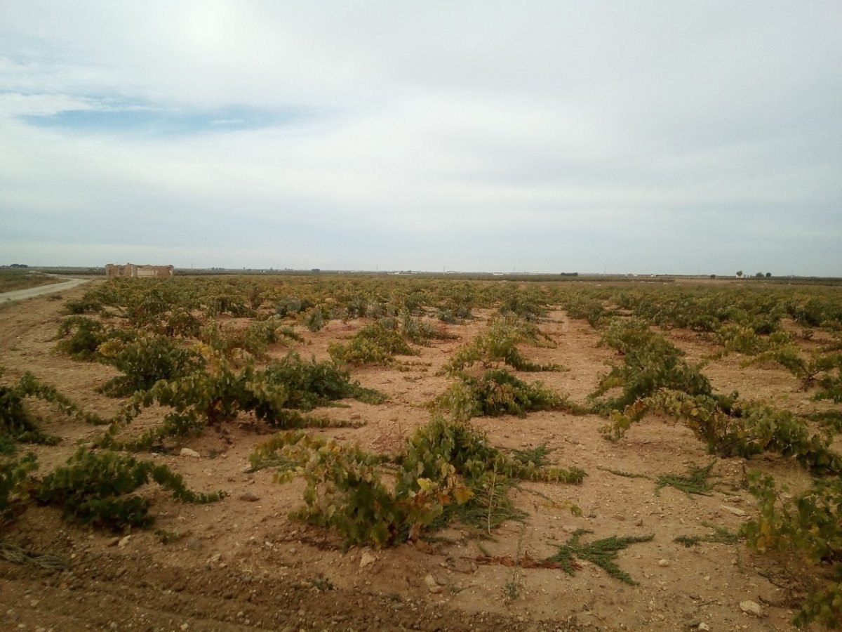 Se venden 7 fanegas de tierra de regadio de consorico junto a la hermita de San Isidro
