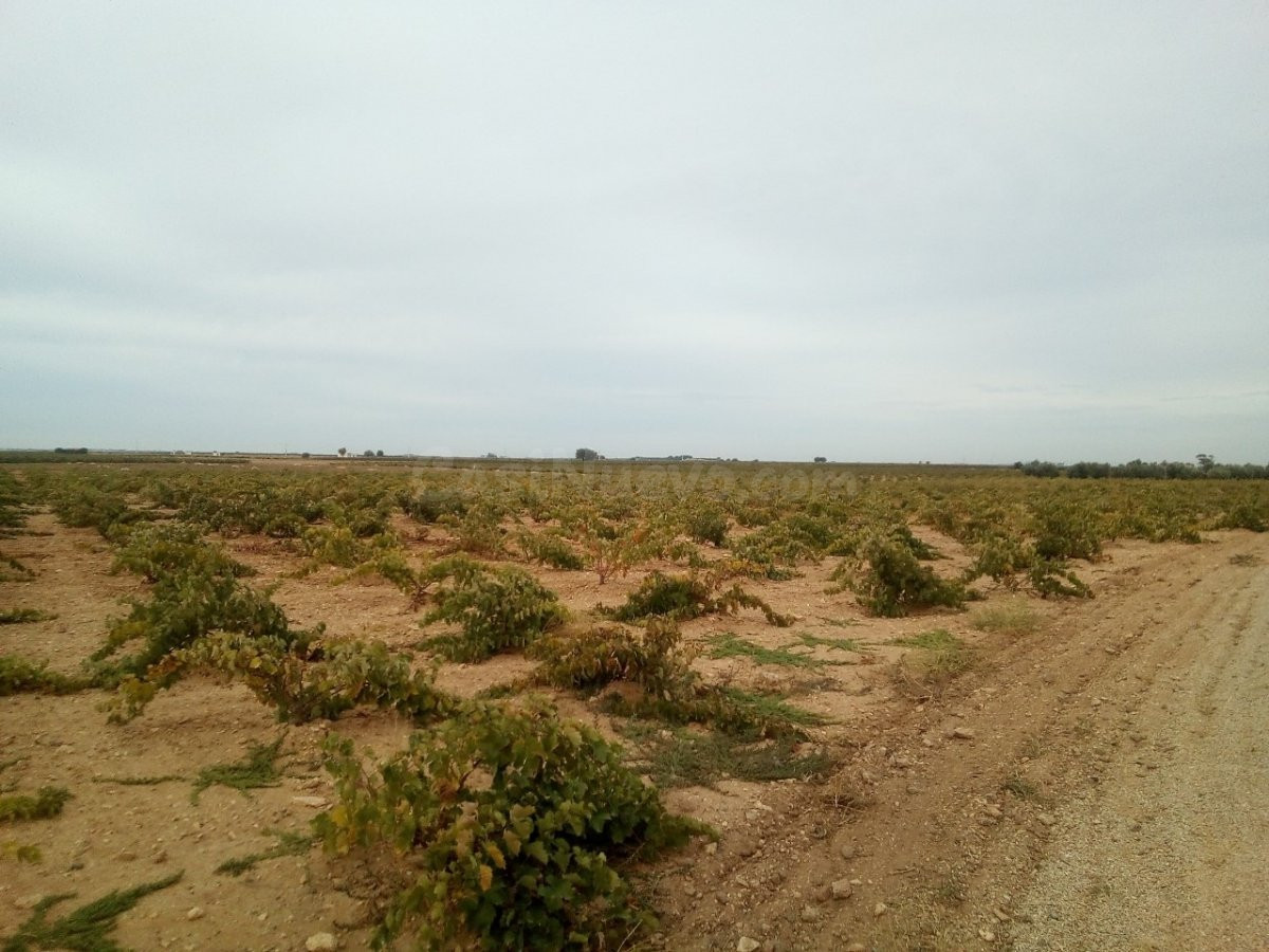 Se venden 7 fanegas de tierra de regadio de consorico junto  - foto 2