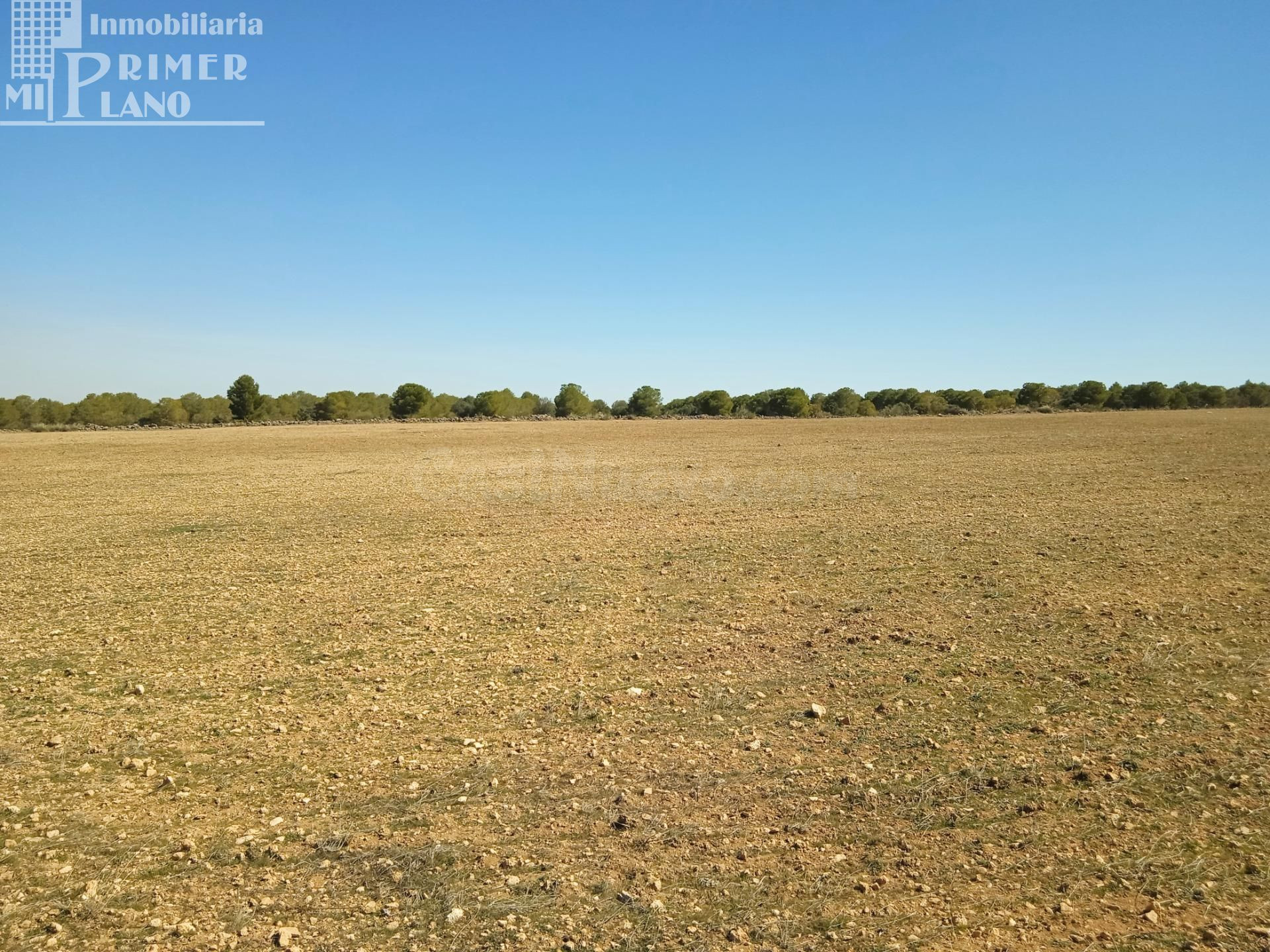 Se venden 11 hectareas de tierra de secano en el paraje La C - foto 3