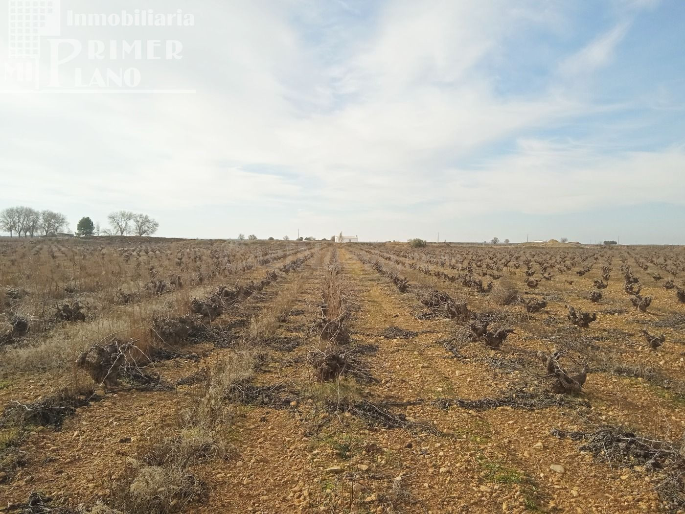 Se venden 7,4 hectareas de viña airen de regadio con pozo de aguas privadas