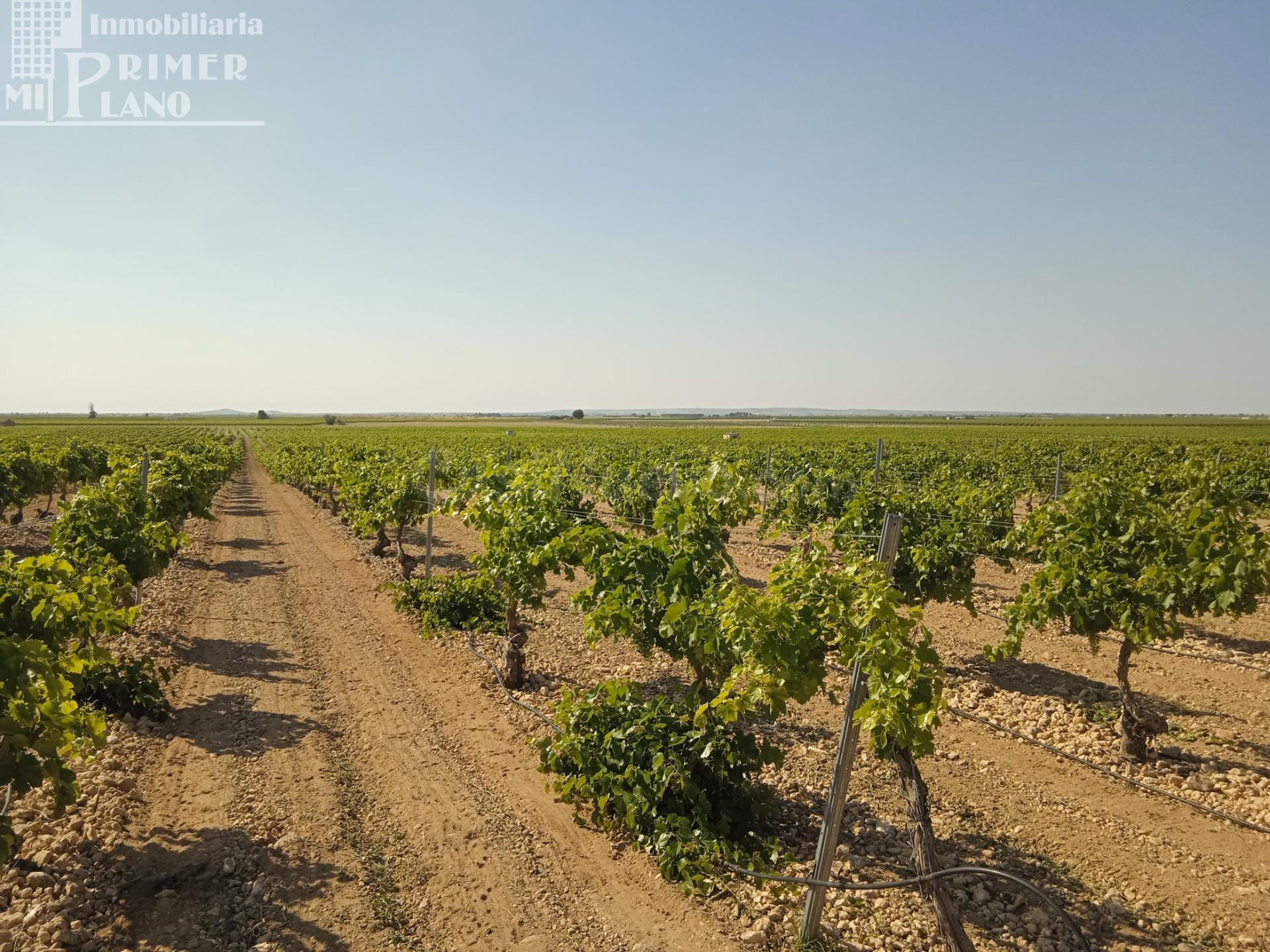 Se venden 4.8 hectareas de emparrado de Regadio de variedad Airen