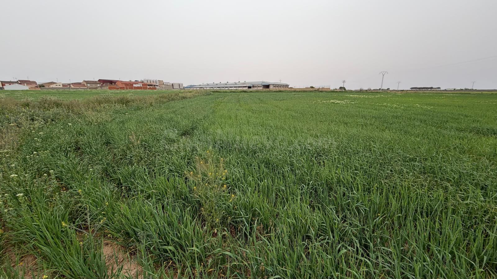 Terreno rústico en venta en Casas Ibáñez, Albacete - foto 5
