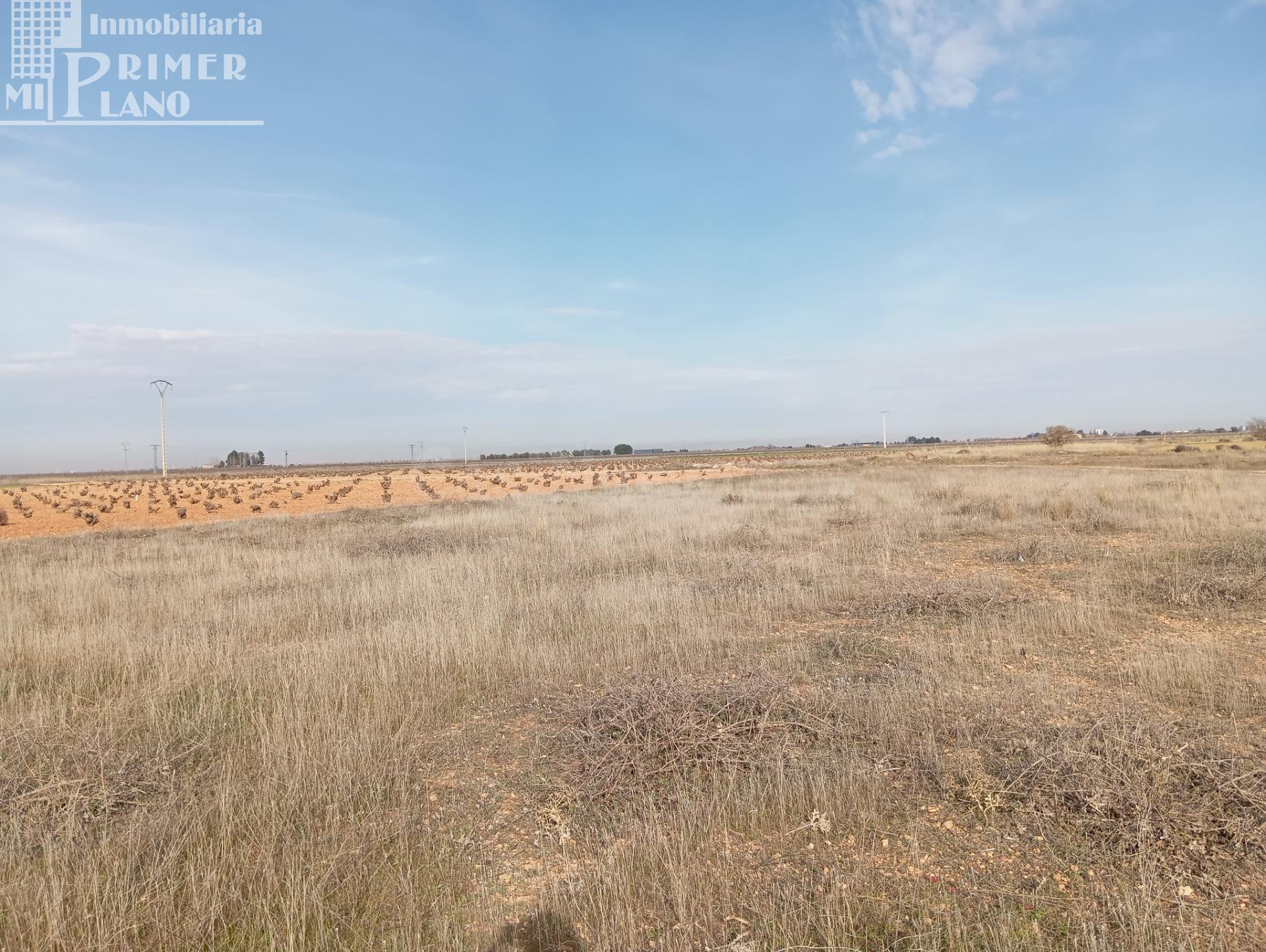 Parcela rústica de secano en Socuéllamos – Zona Carretera To - foto 2