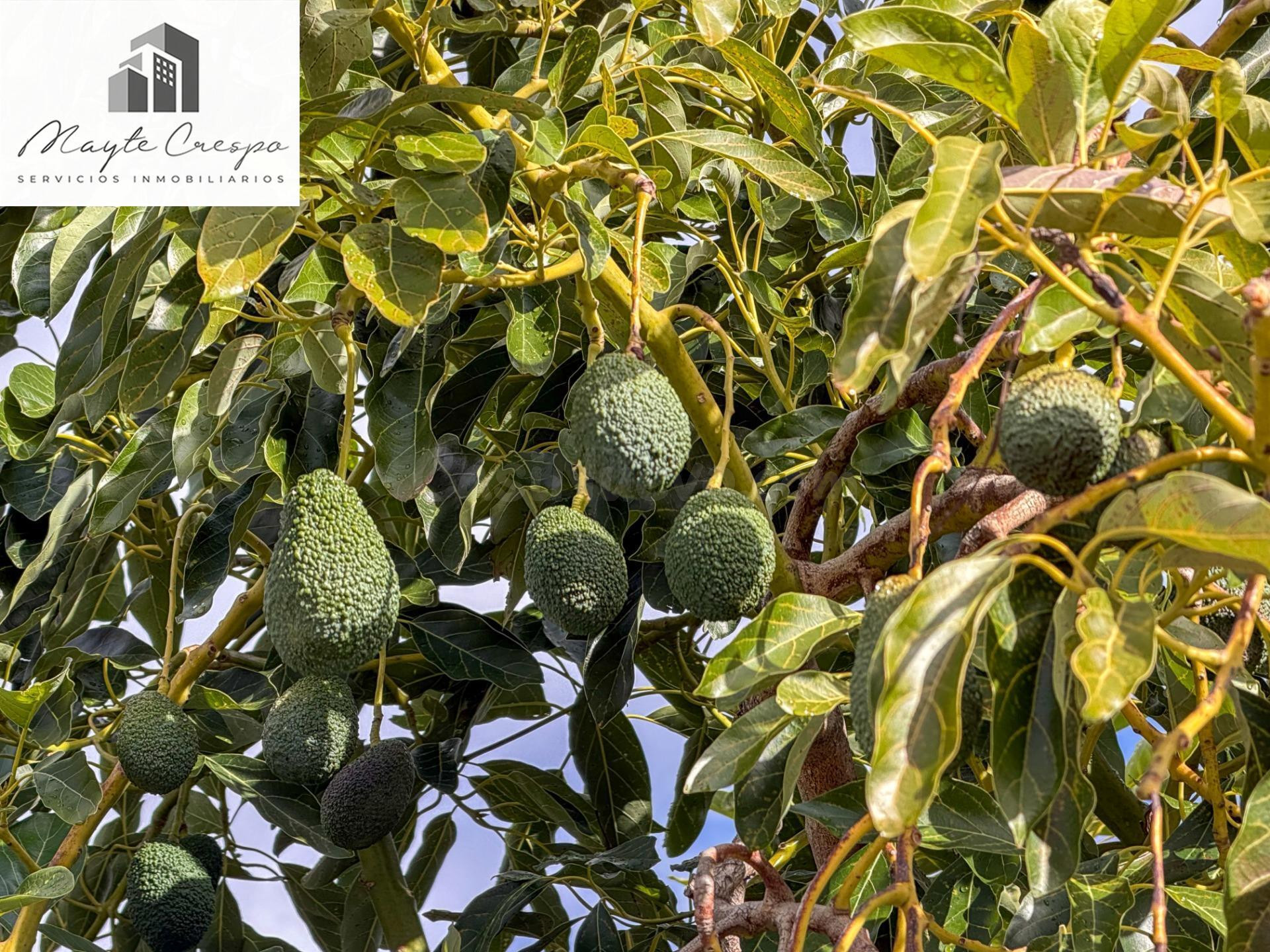 Finca rústica de AGUACATES con CONTRUCCIÓN de 37 m2 en Los Guájares (Faragüit).