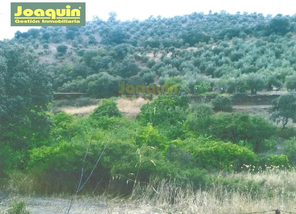 FINCA DE 13.272 METROS DE TERRENO VALLADA EN MONTORO. - foto 3