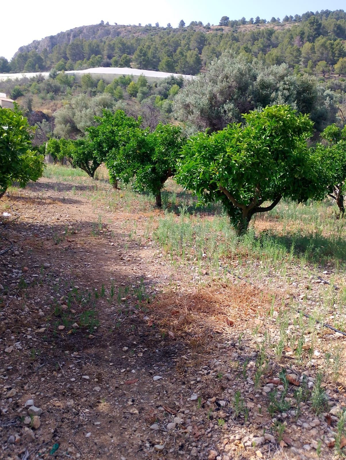 SE VENDE TERRENO EN BOLULLA - foto 2