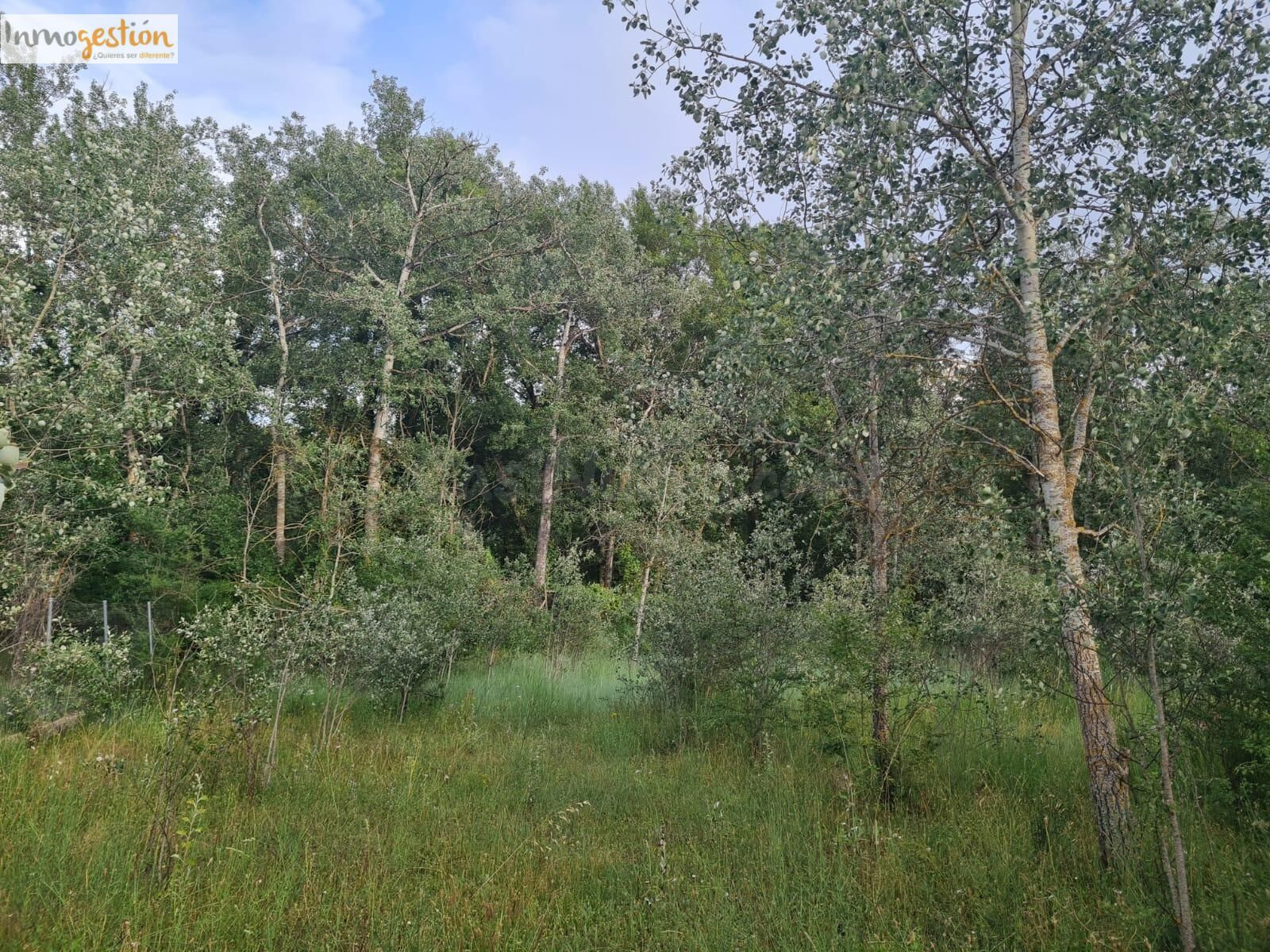 SE VENDE TERRENOS RUSTICOS EN TUDELA DE DUERO - foto 4