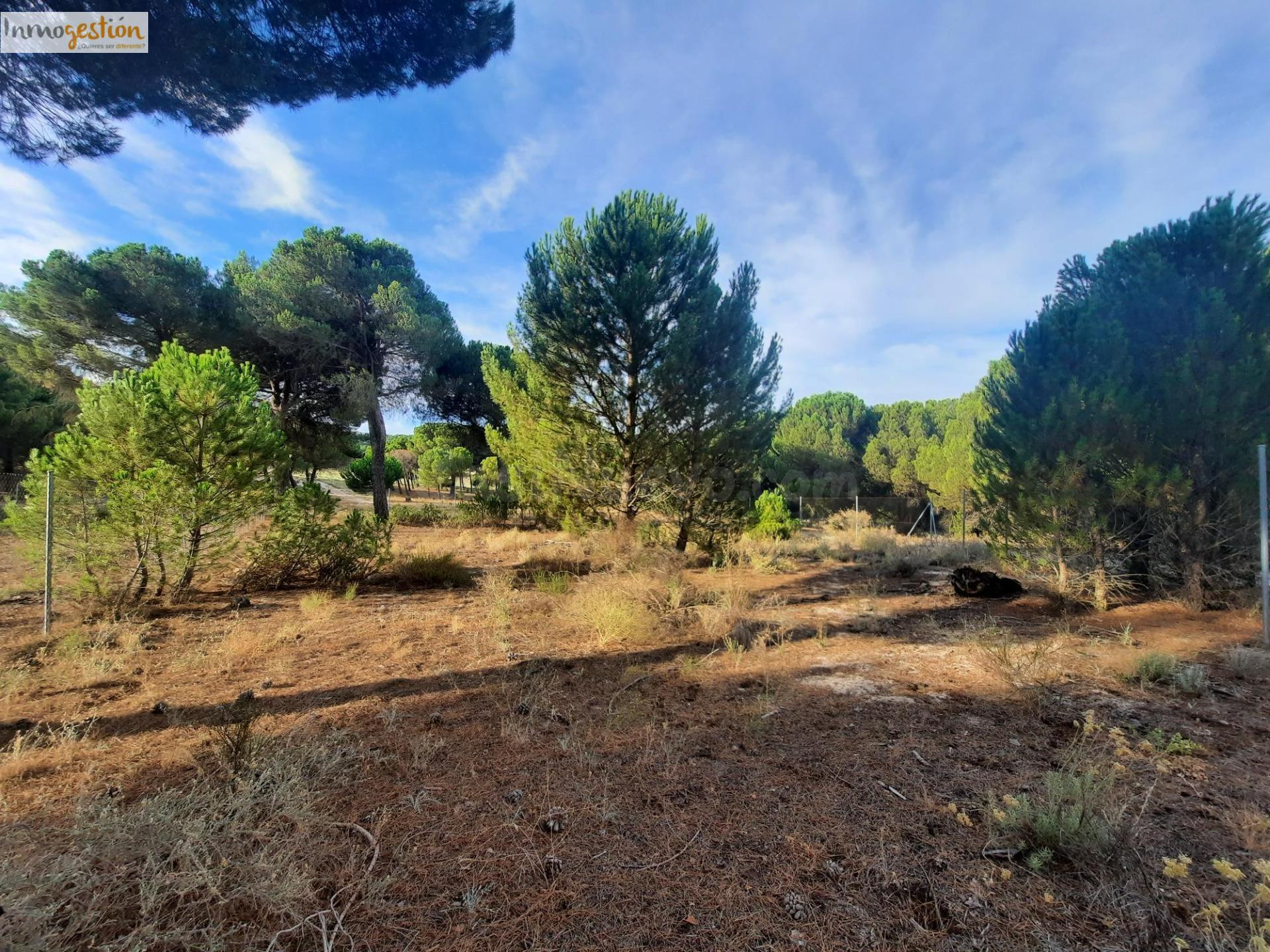 EN VENTA TERRENO RÚSTICO, TUDELA DE DUERO - foto 2
