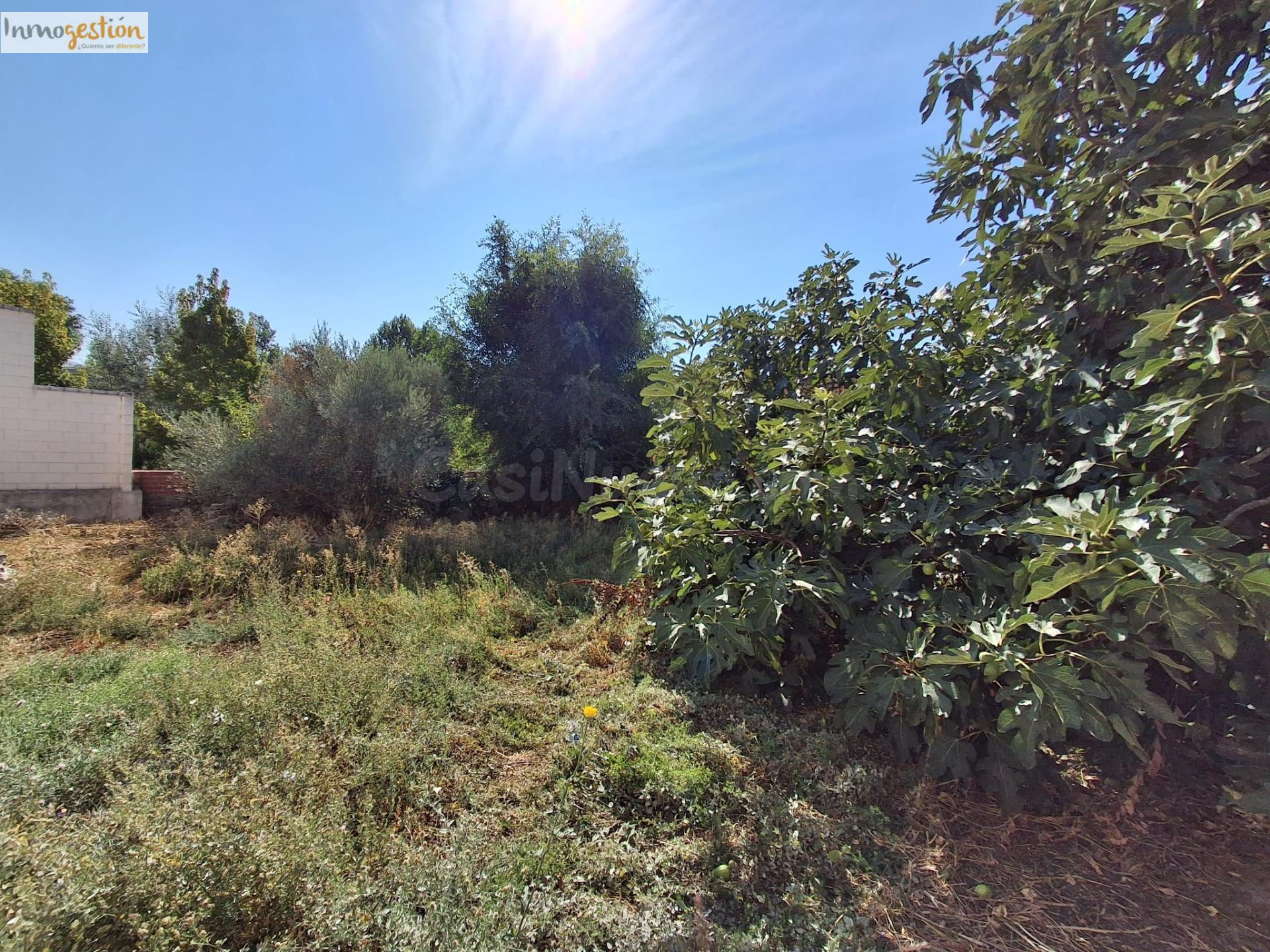 EN VENTA SOLAR EN TUDELA DE DUERO - foto 2