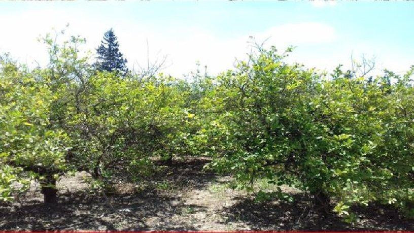 Terreno en venta en carril Serranos Beniajan, Murcia - foto 2