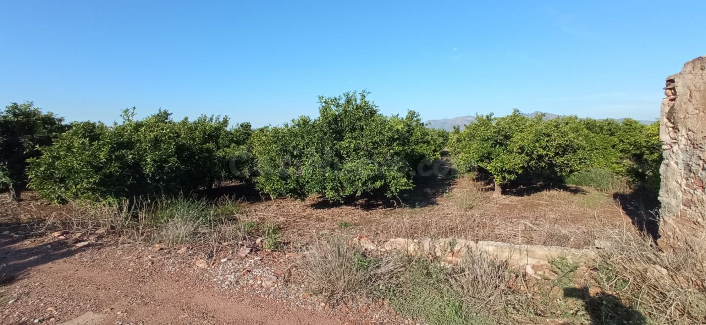Terreno rural en venta - Nules - foto 2