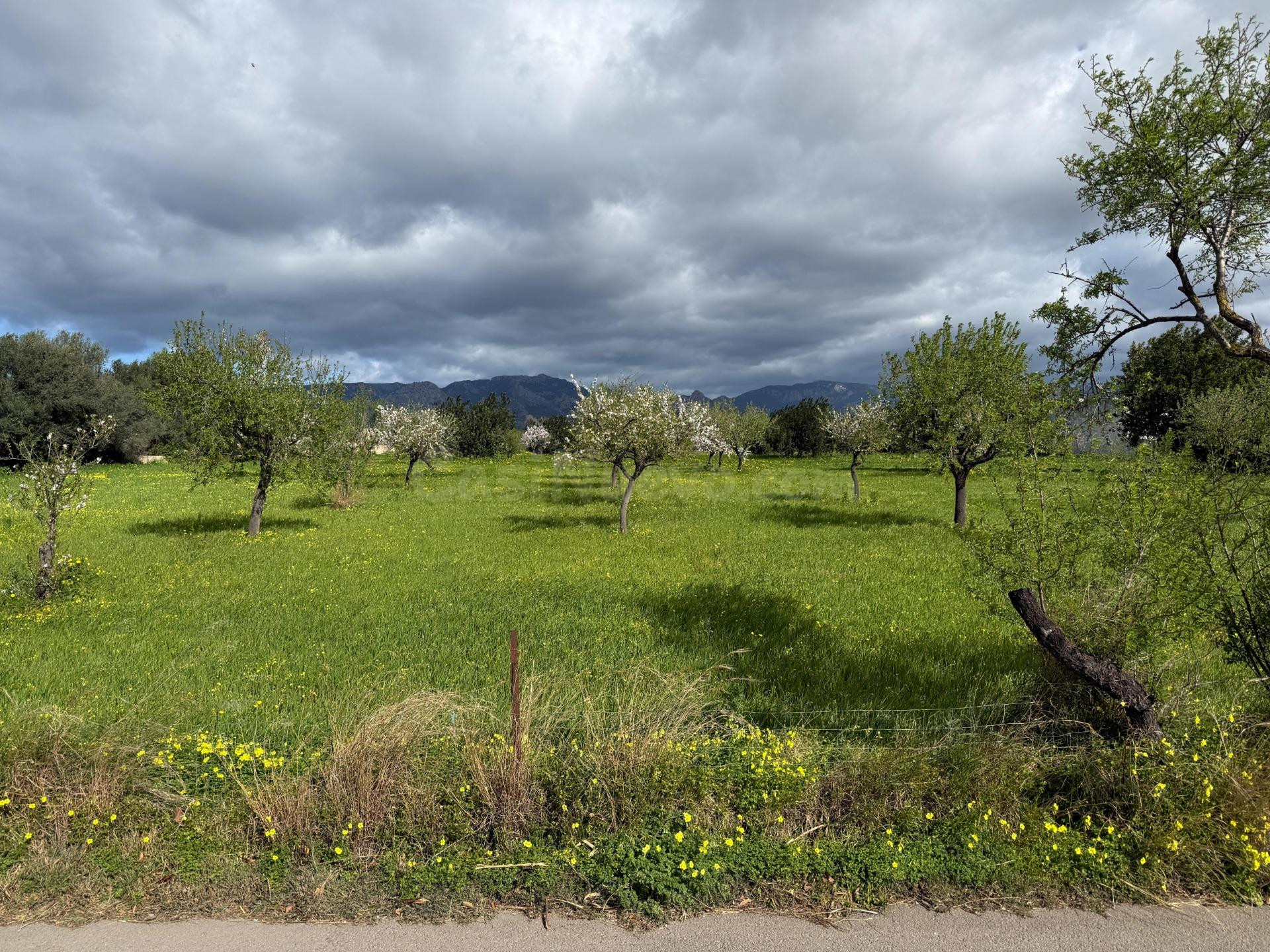 Terreno urbano en venta - Son Espanyol - foto 2