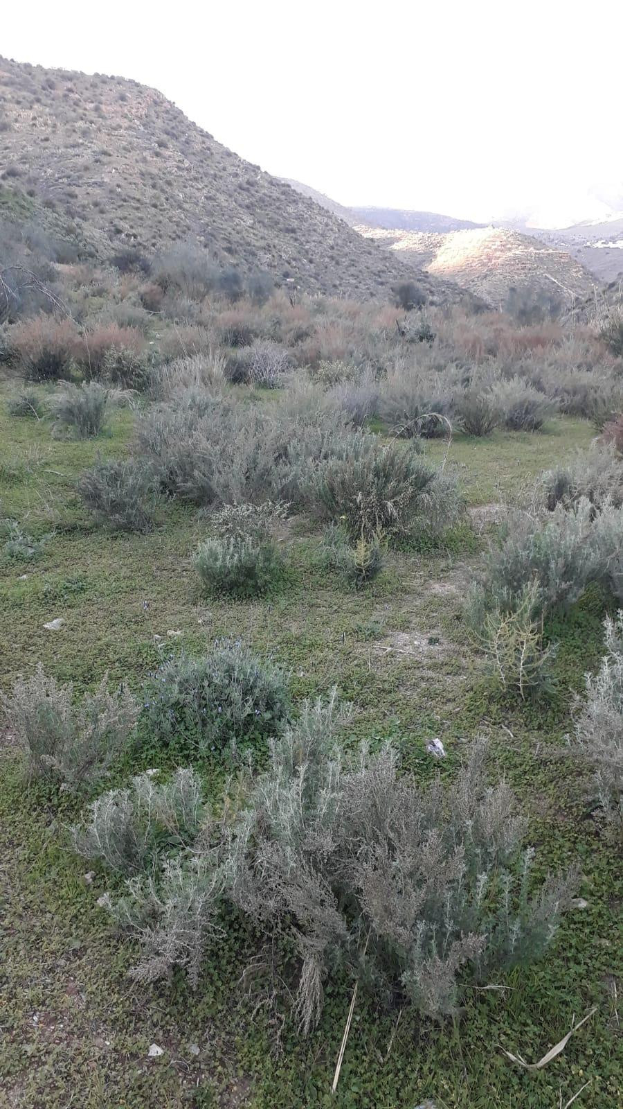 Terreno urbano en venta - Pataura - foto 4