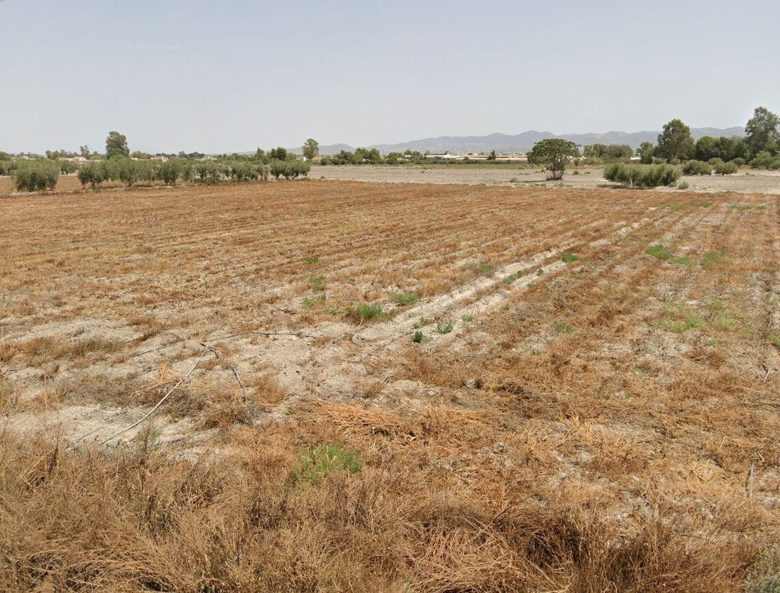 PARCELA DE REGADÍO PARA CULTIVO DE HORTALIZA Y FRUTÍCOLA.. - foto 4