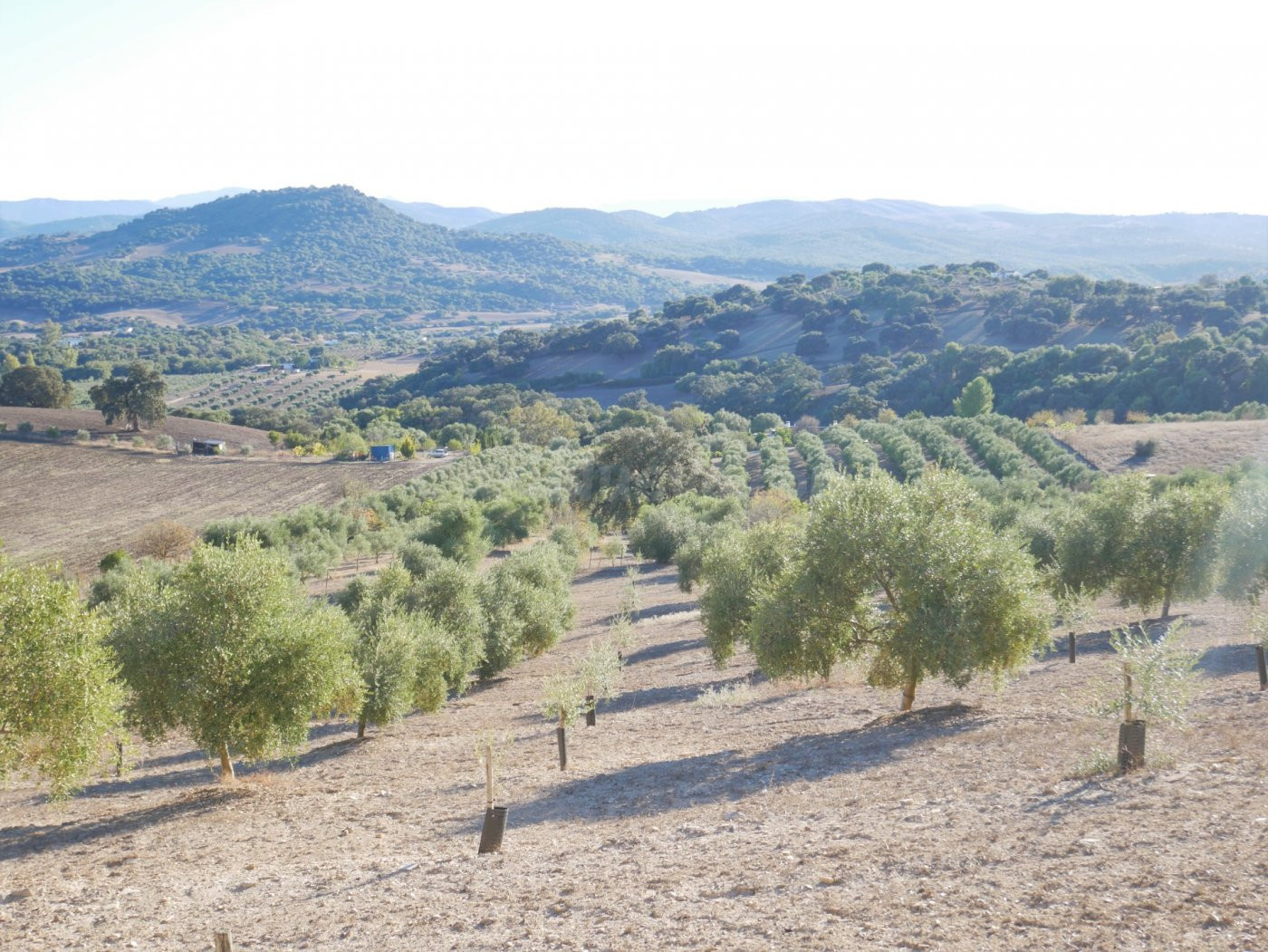 VENTA PARCELA PRADO DEL REY - foto 2