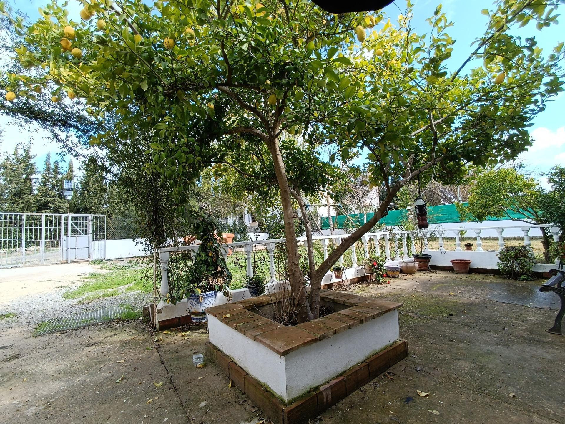 VENTA PARCELA CON 2 CASAS Y 2 PISCINAS. VILLAMARTIN - foto 5