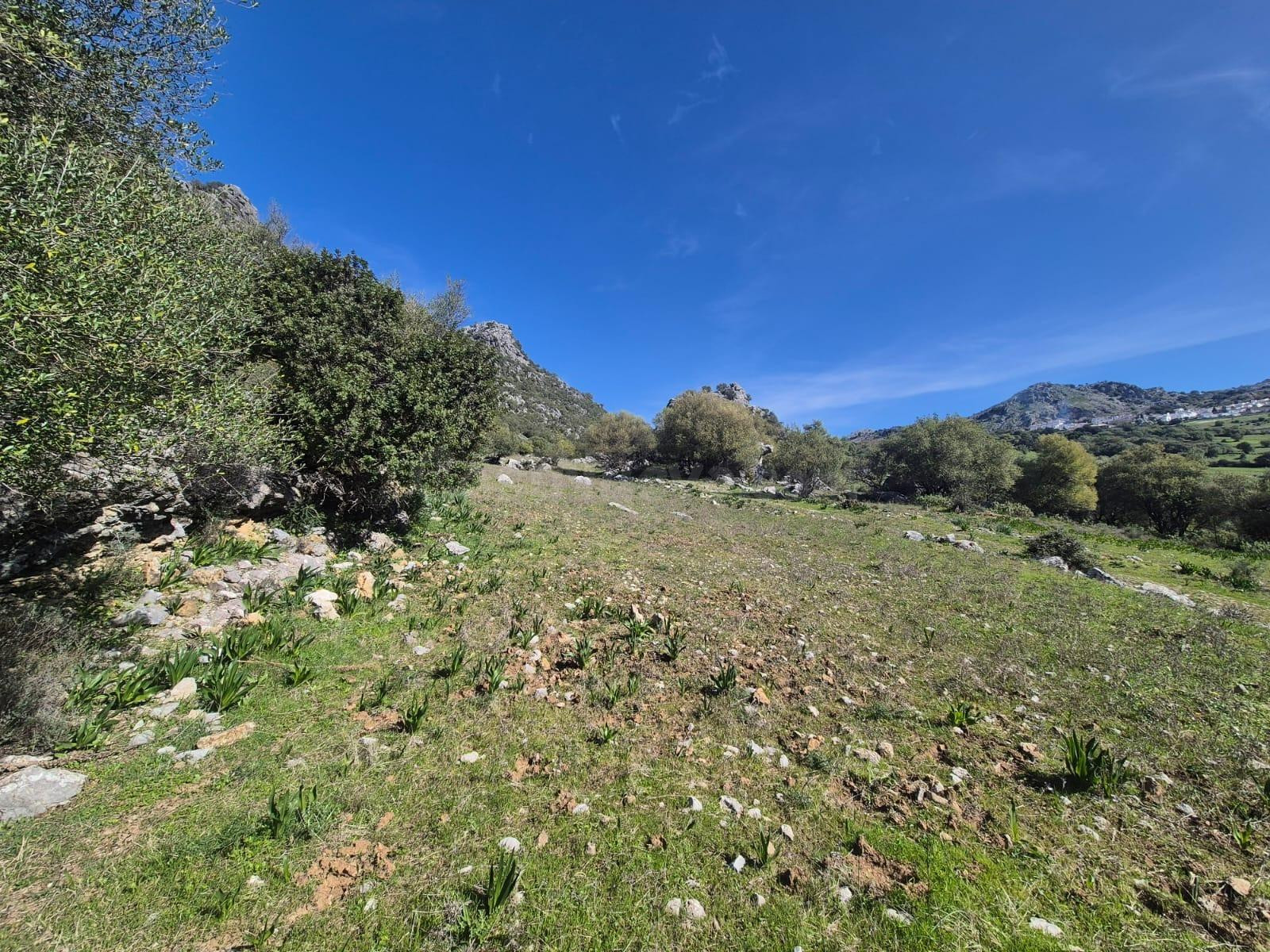 PARCELA EN VENTA EN BENAOCAZ - foto 2