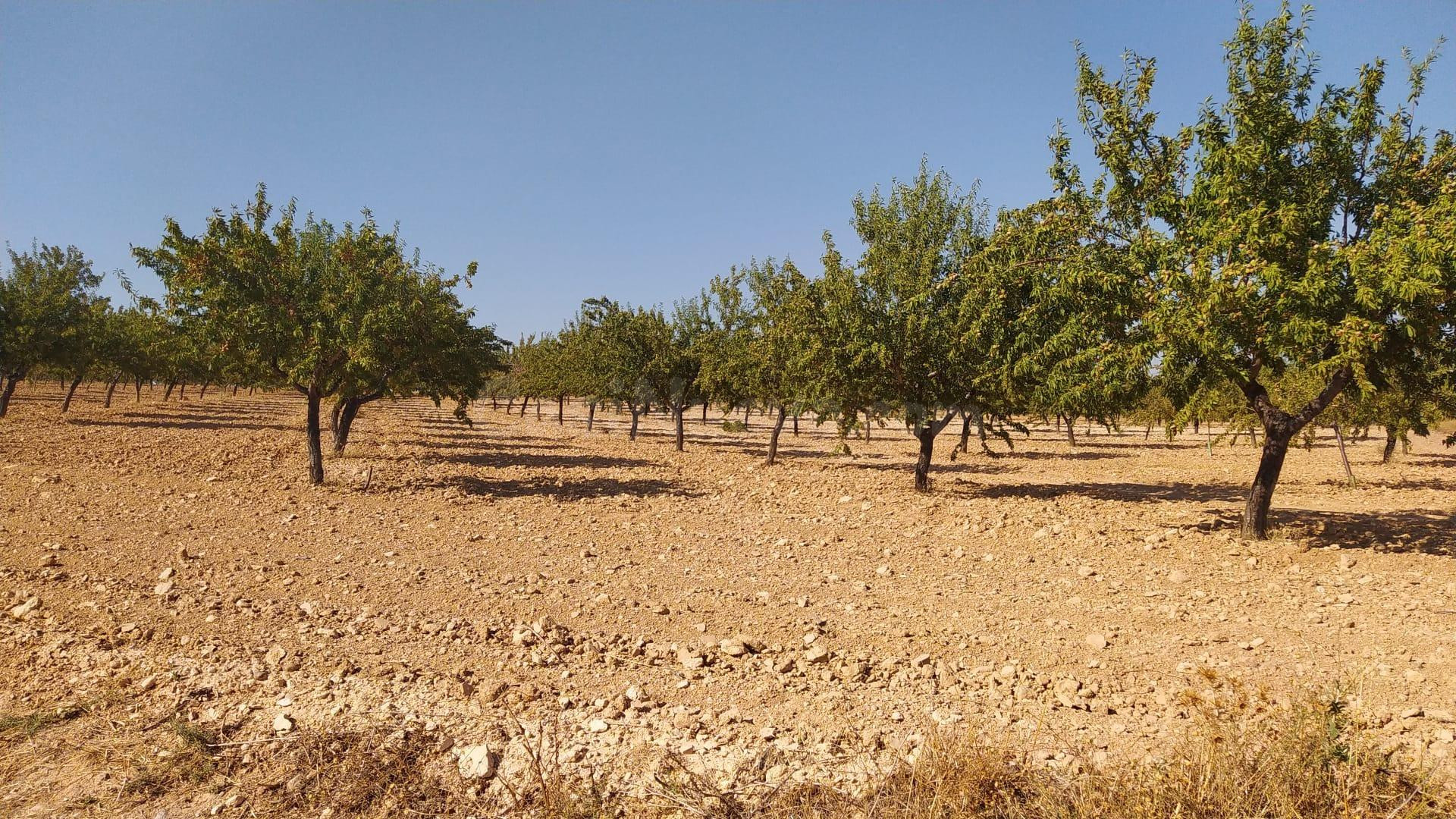 Finca Rústica Productiva con Pozo Legal y Placas Solares – Noblejas (Toledo)