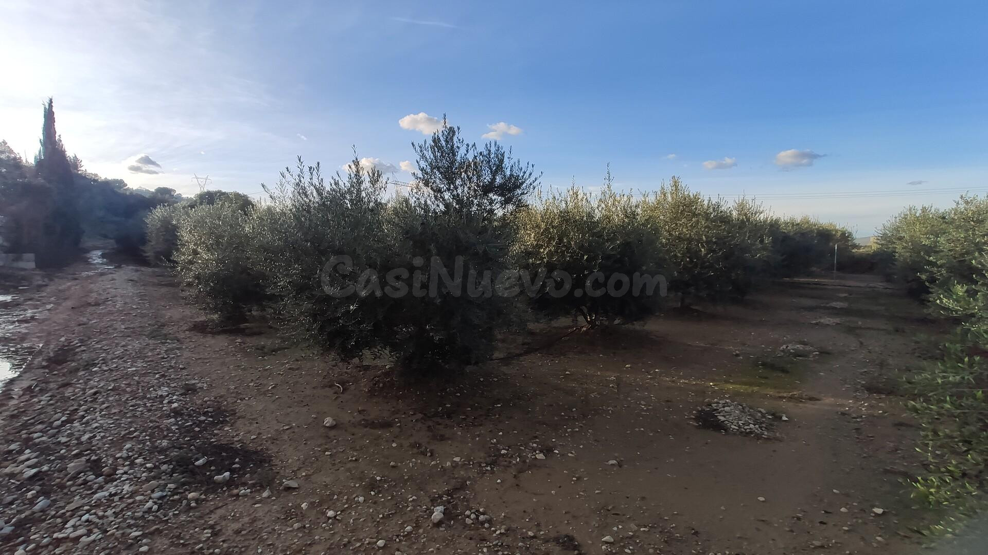 Terreno en venta en Amposta para cultivar tus plantas - foto 2