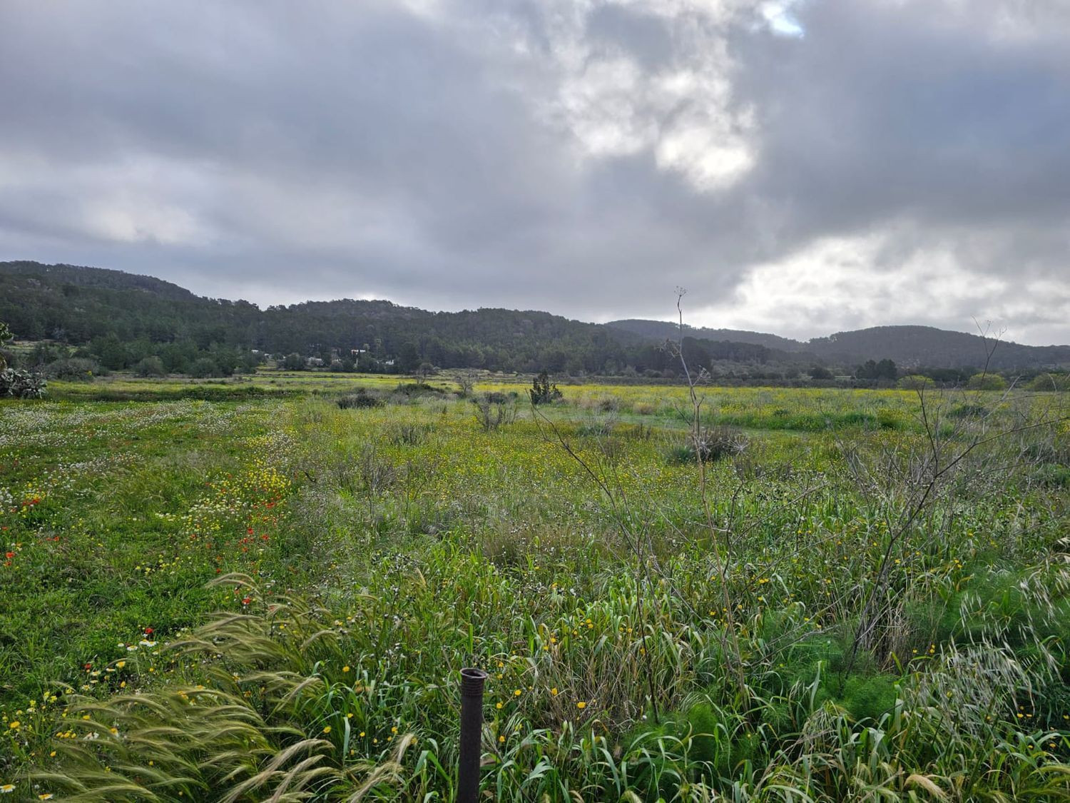 Terreno rural en venta - Santa Agnés de Corona - Sant Mateu 
