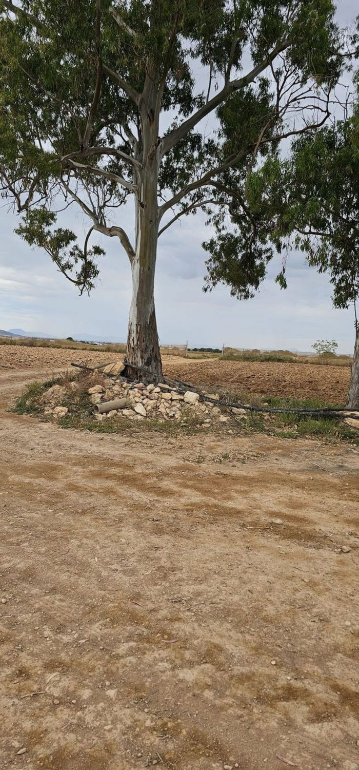 Terreno rural 248m² en venta - Sucina - foto 2