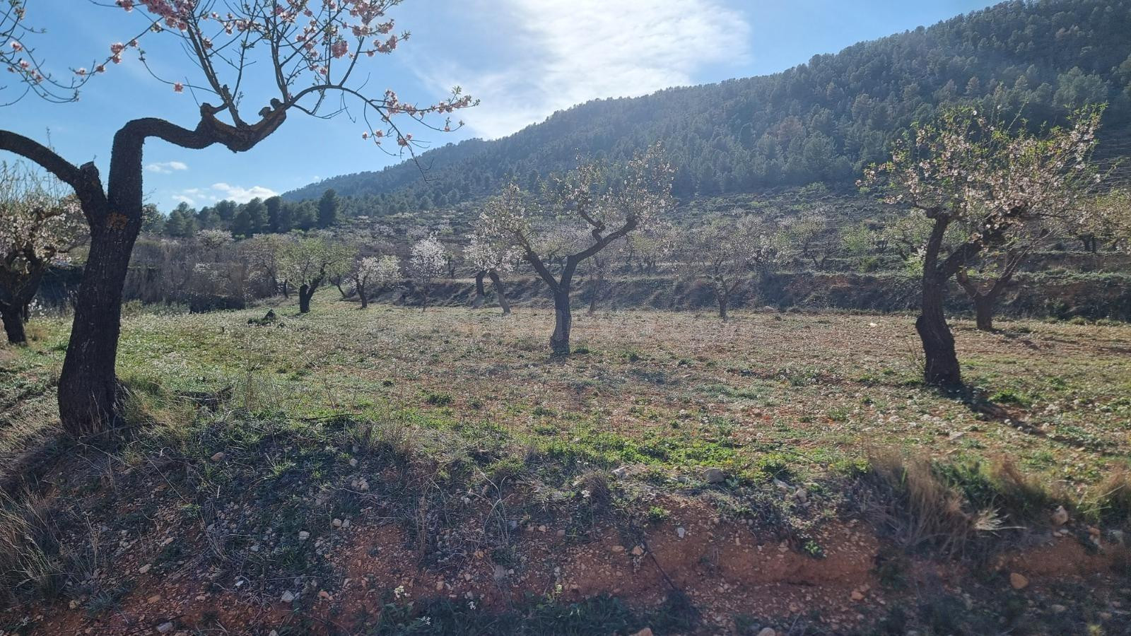 Venta terreno en Bullas proximo a "Salto de Usero" - foto 3