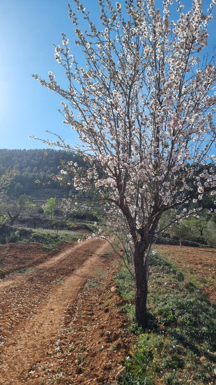 Venta terreno en Bullas proximo a "Salto de Usero" - foto 5