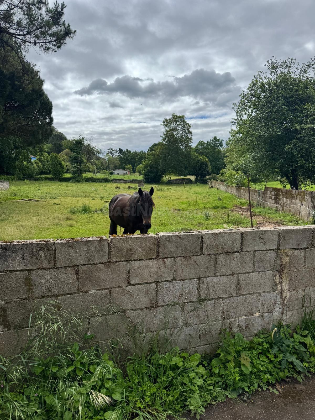 TERRENO URBANIZABLE EN LA MORCA, ARRIONDAS - foto 5
