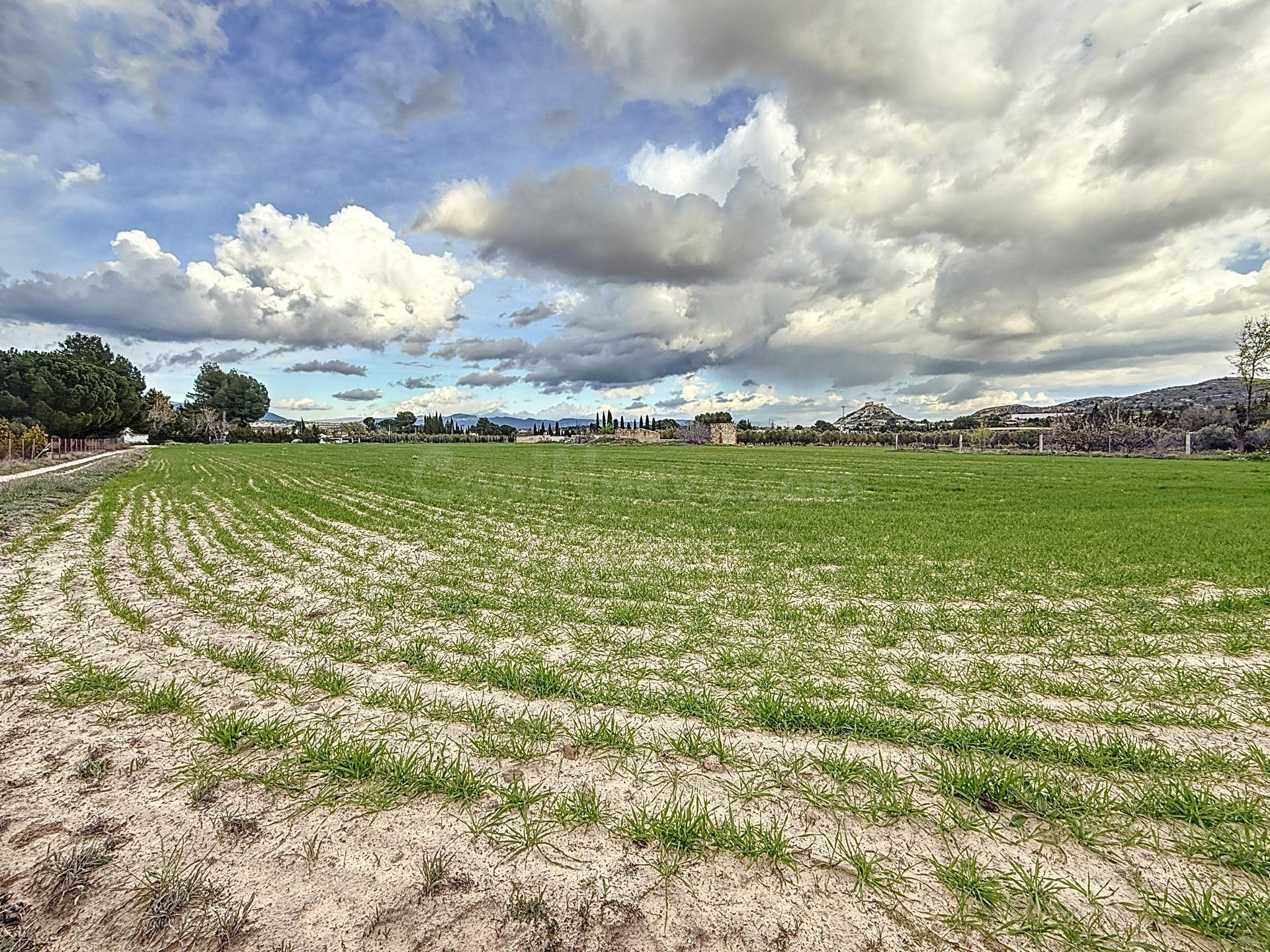 PARCELA DE TERRENO RUSTICO DE 14.885 EN LA MARJAL DE ONIL - foto 4