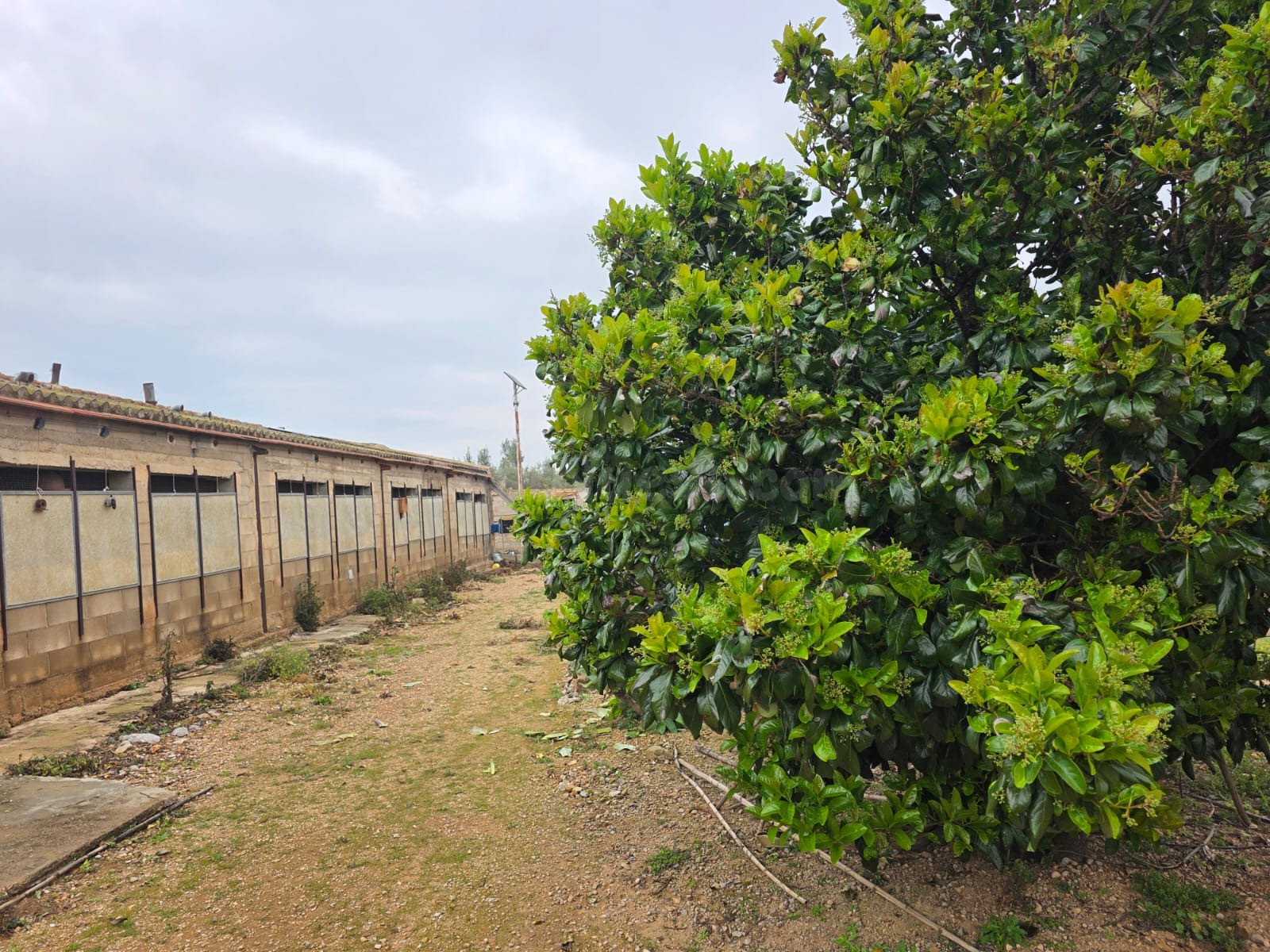 Finca rústica excepcional en venta en Santa Bàrbara – Gran potencial agrícola, ganadero e inversión
