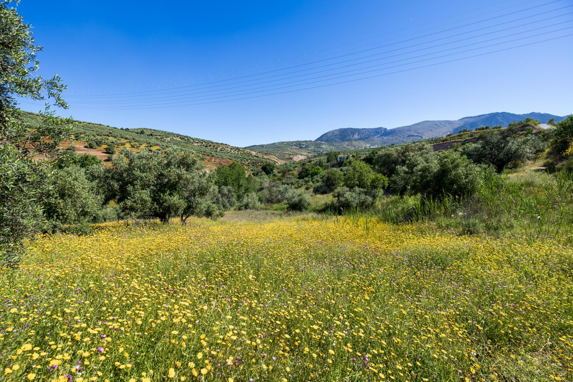 Finca de olivos en excelente ubicación – Alfacar