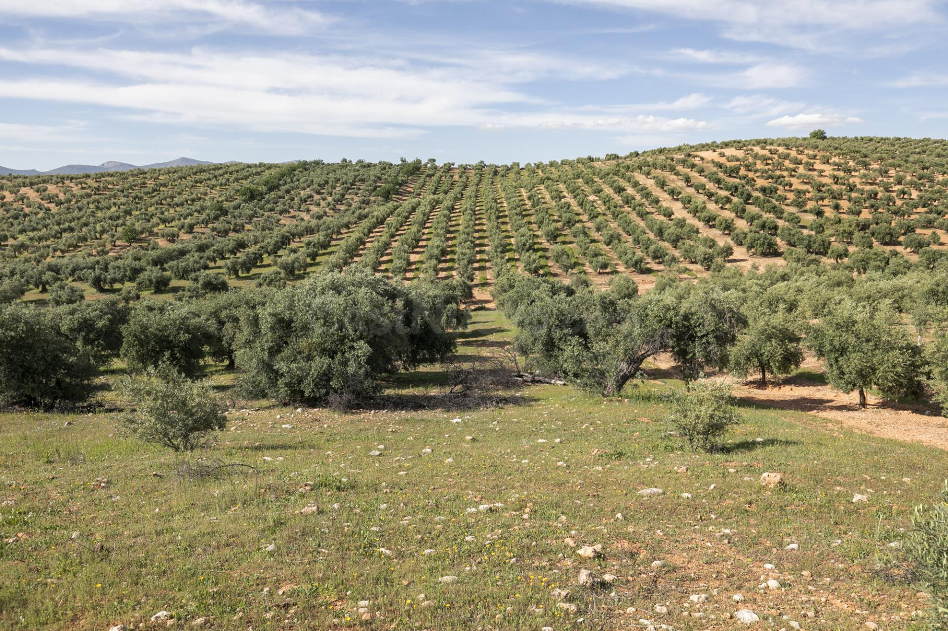 Terreno de olivos en Cogollos Vega: naturaleza, inversión y 
